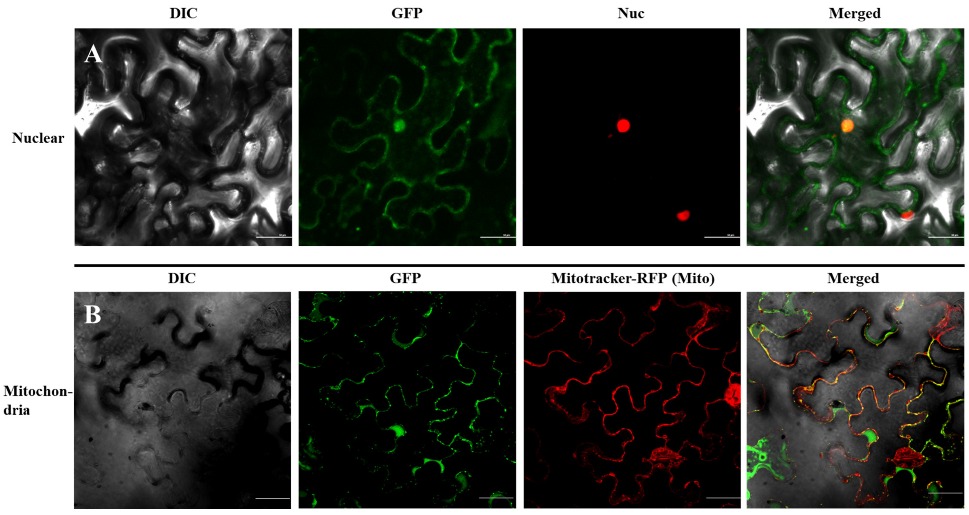 Plants 12 02036 g004