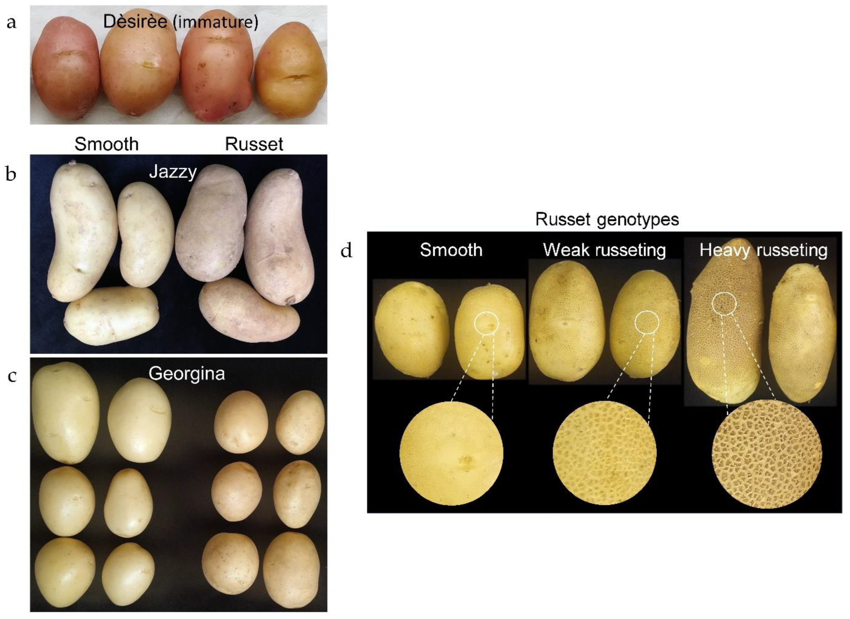 Plants 12 02057 g001
