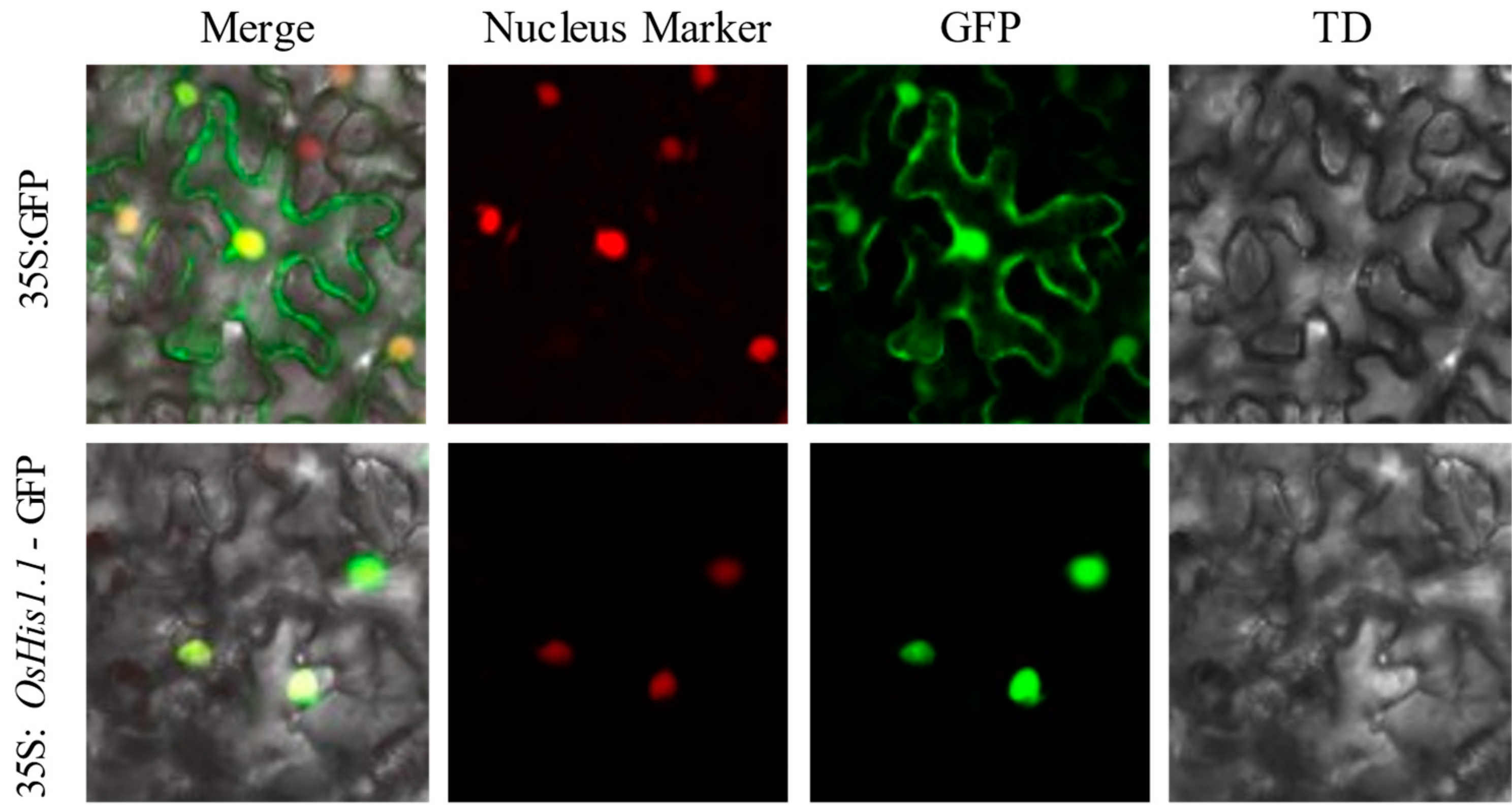 Plants 12 02408 g002