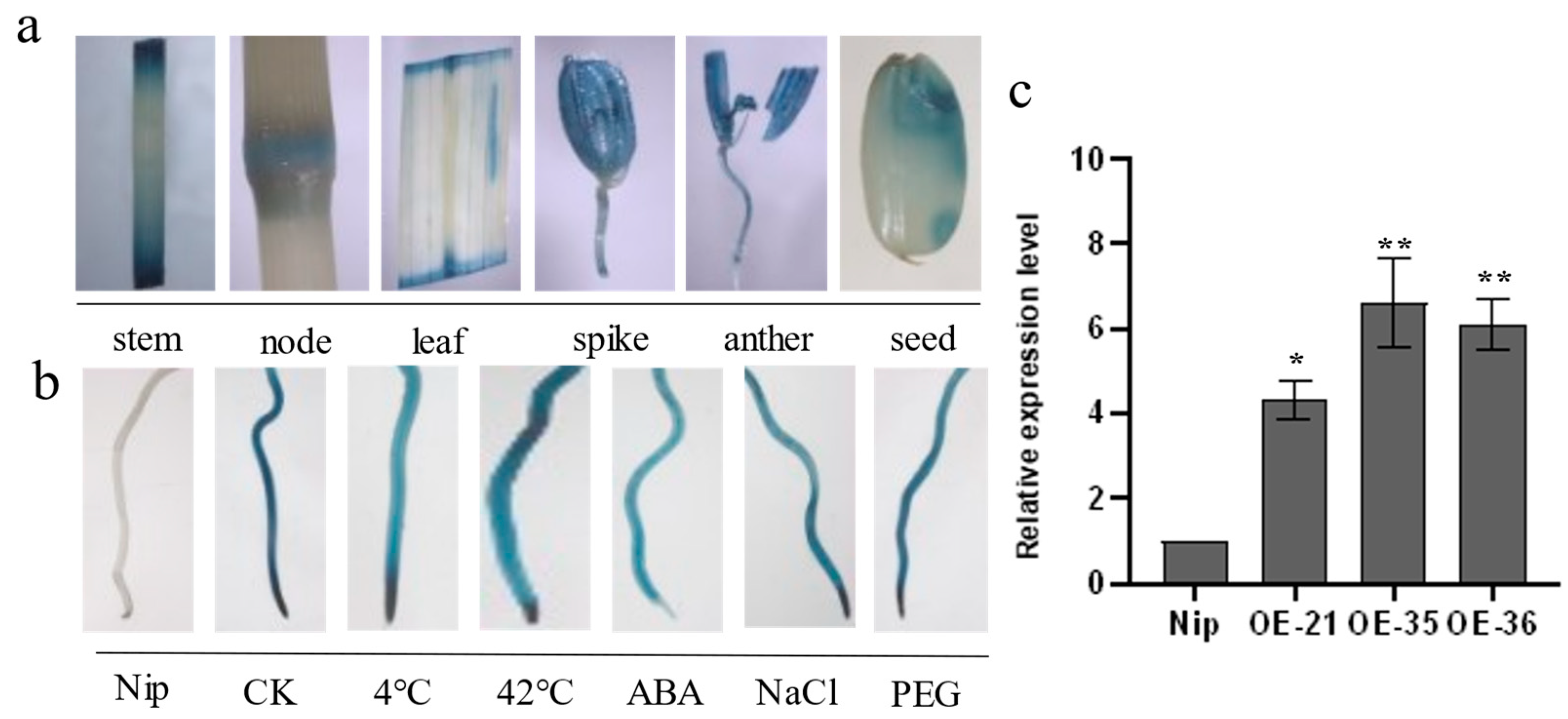 Plants 12 02408 g003