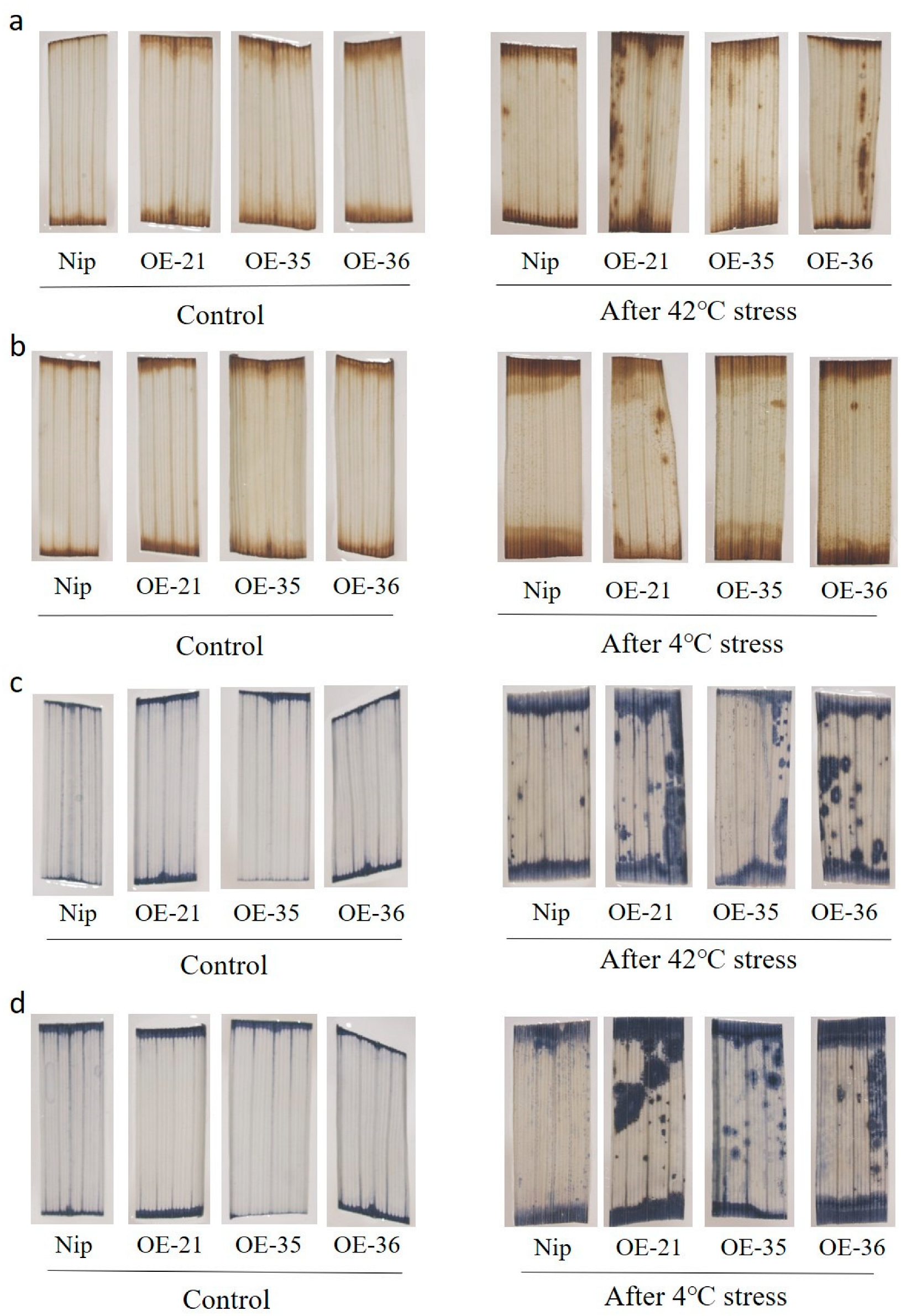 Plants 12 02408 g006