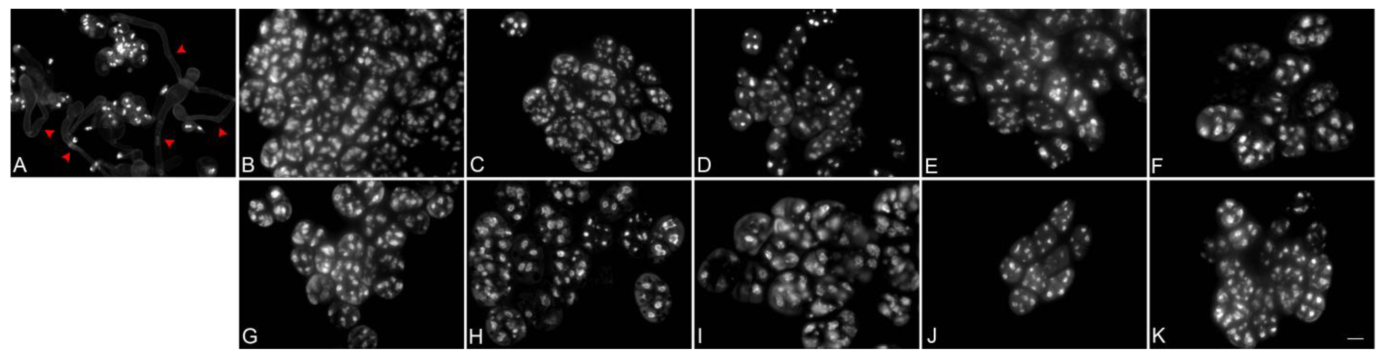 Plants 12 02828 g003