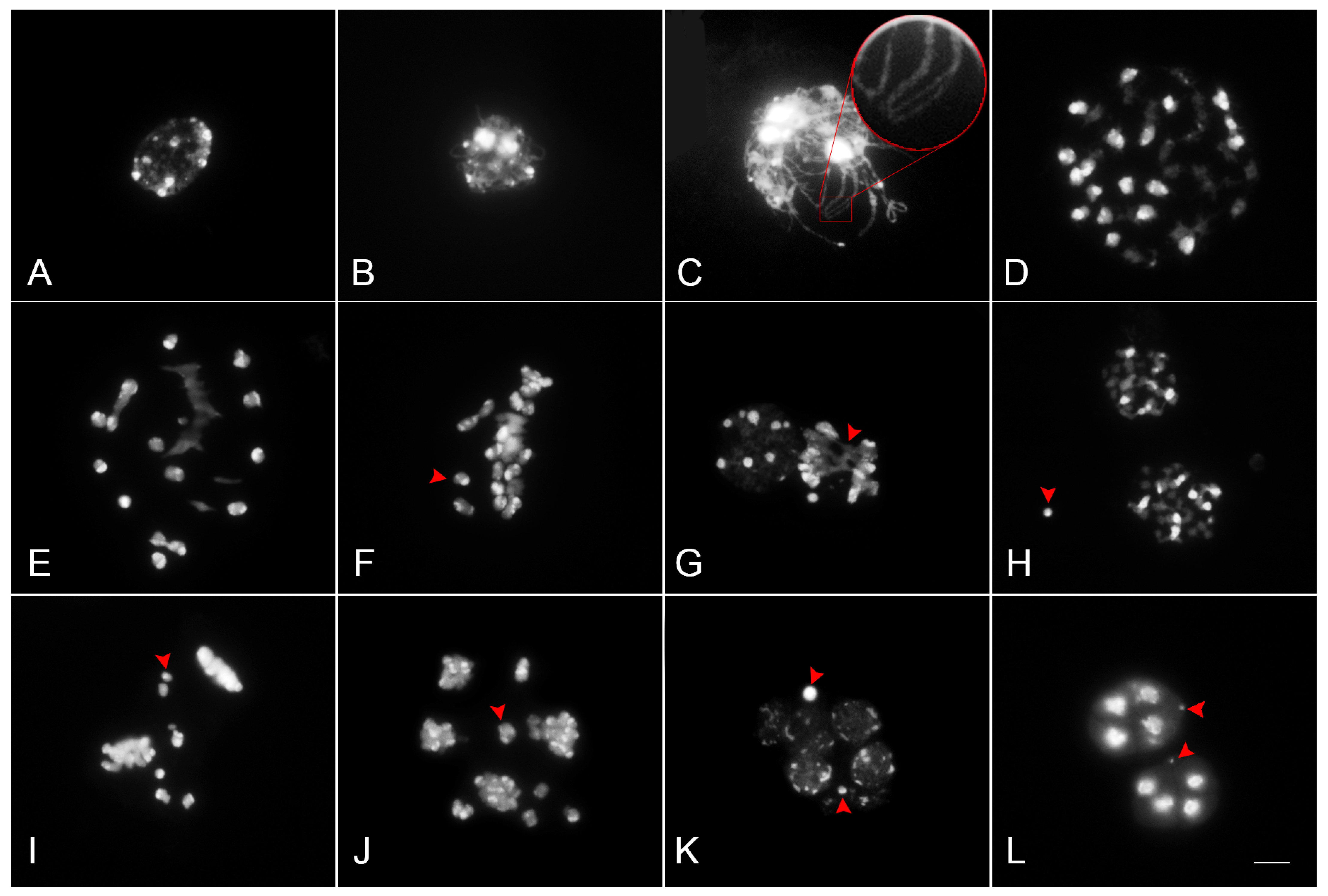 Plants 12 02828 g004