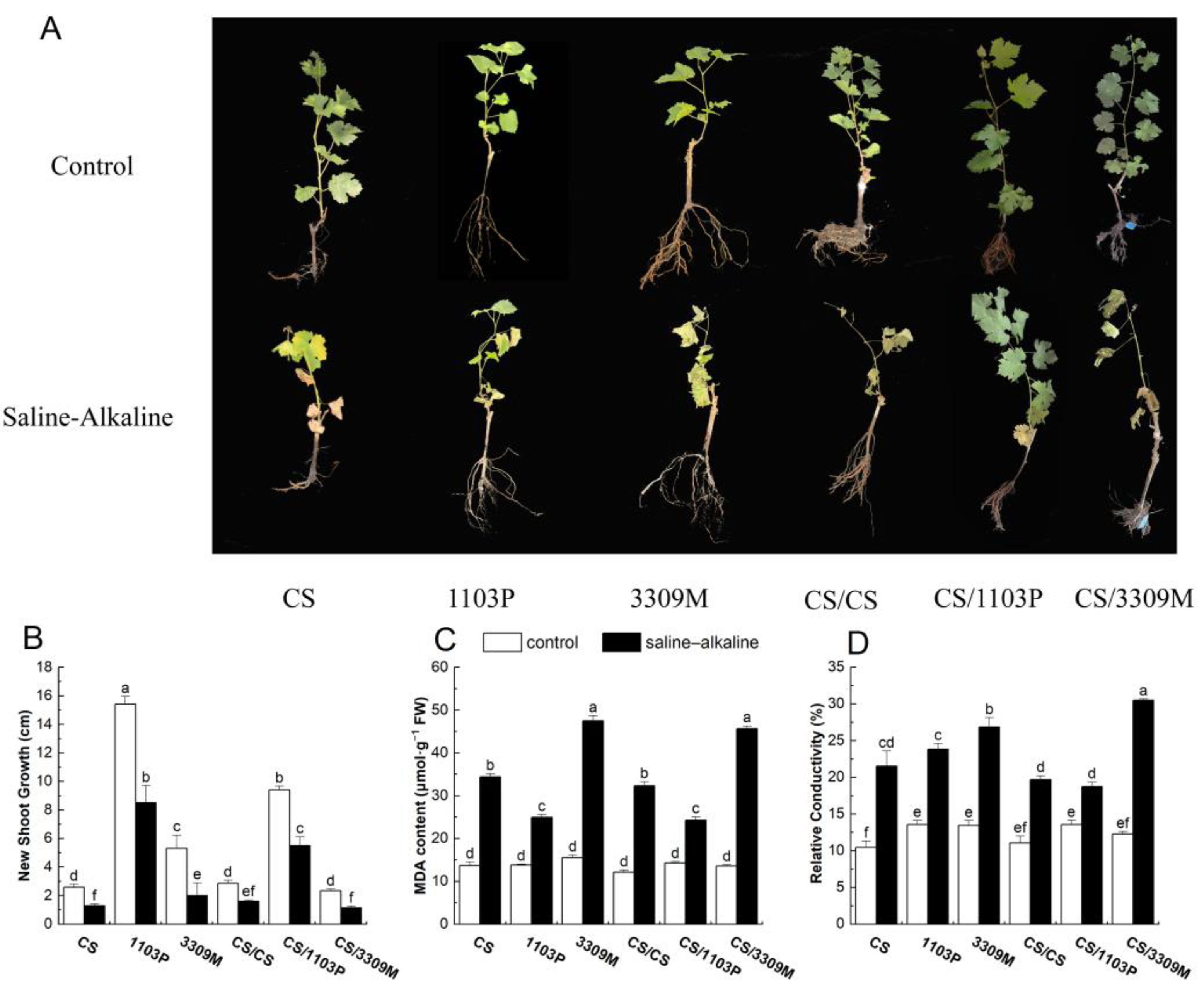 Plants 12 02881 g001