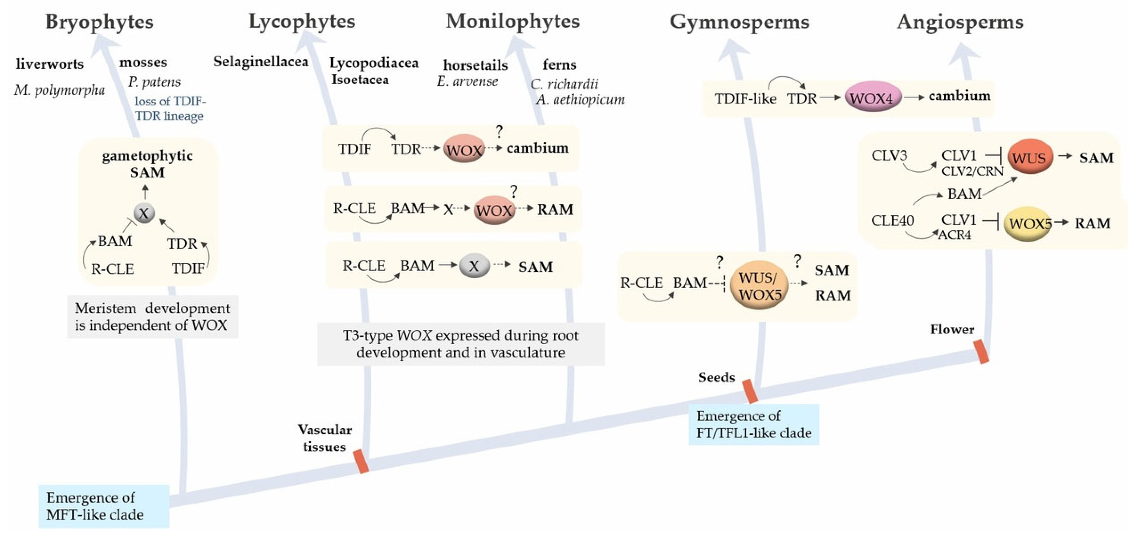 Plants 12 03661 g004