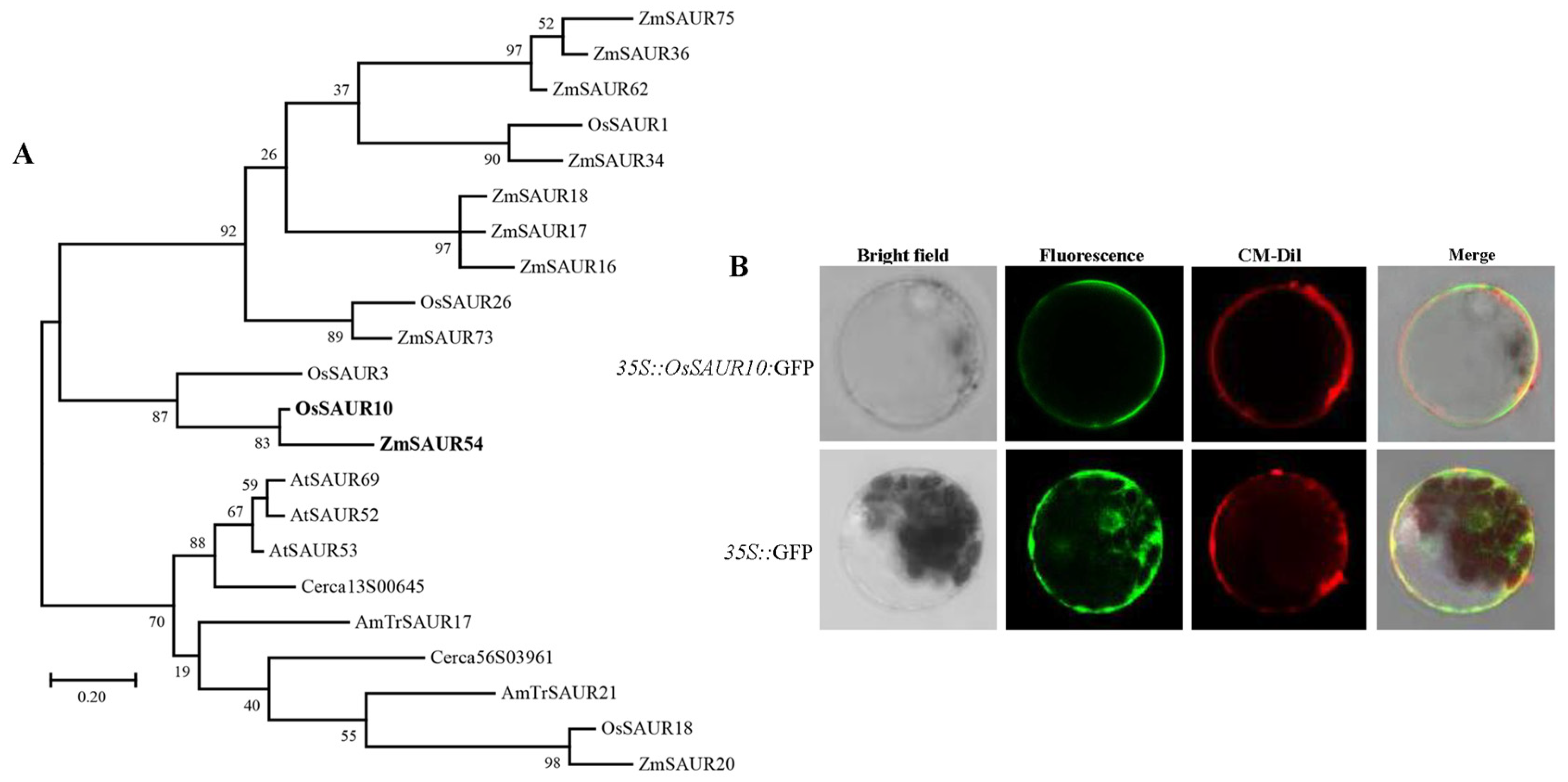 Plants 12 03880 g001