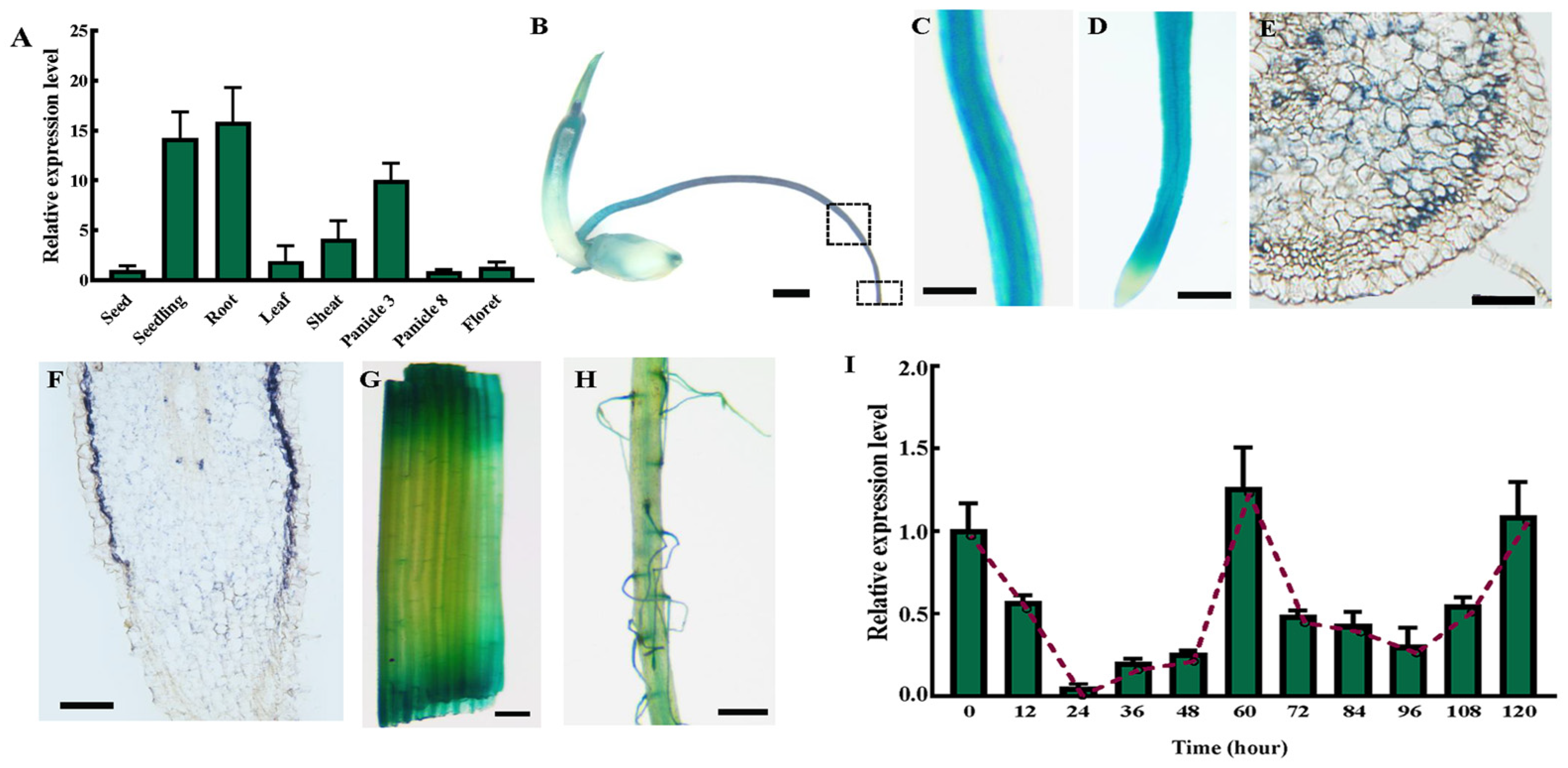 Plants 12 03880 g002