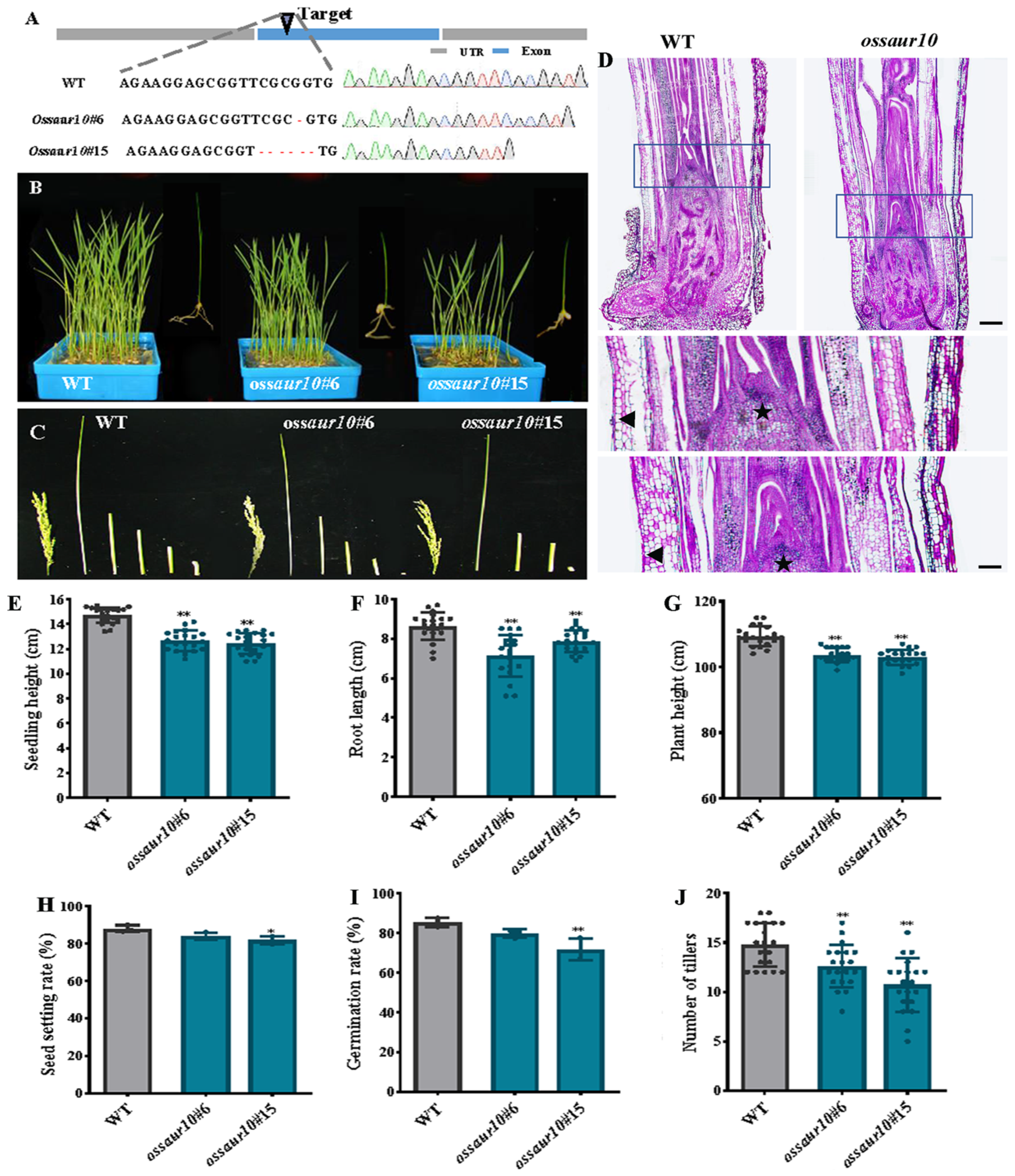 Plants 12 03880 g004