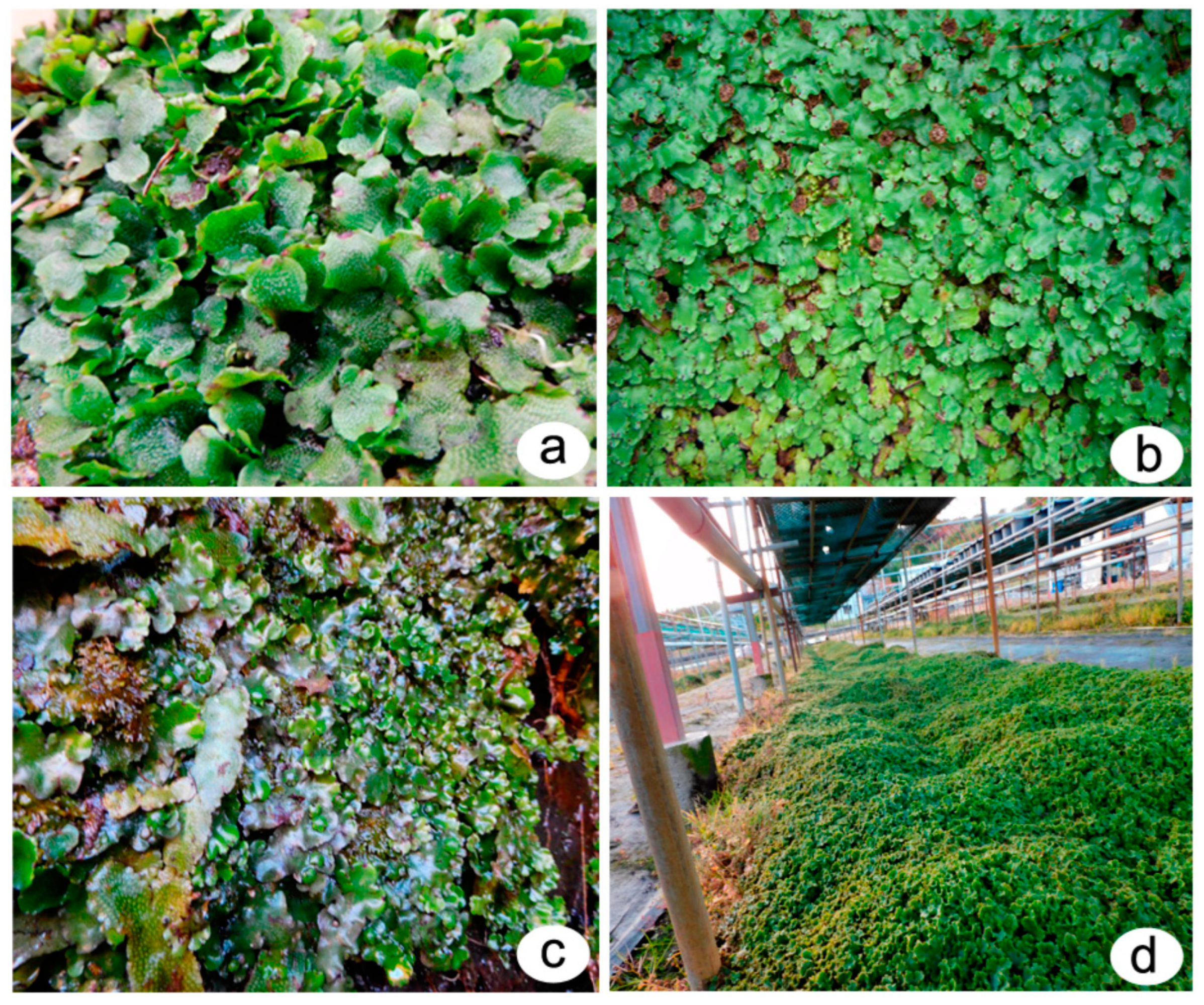 Plants 12 04173 g003