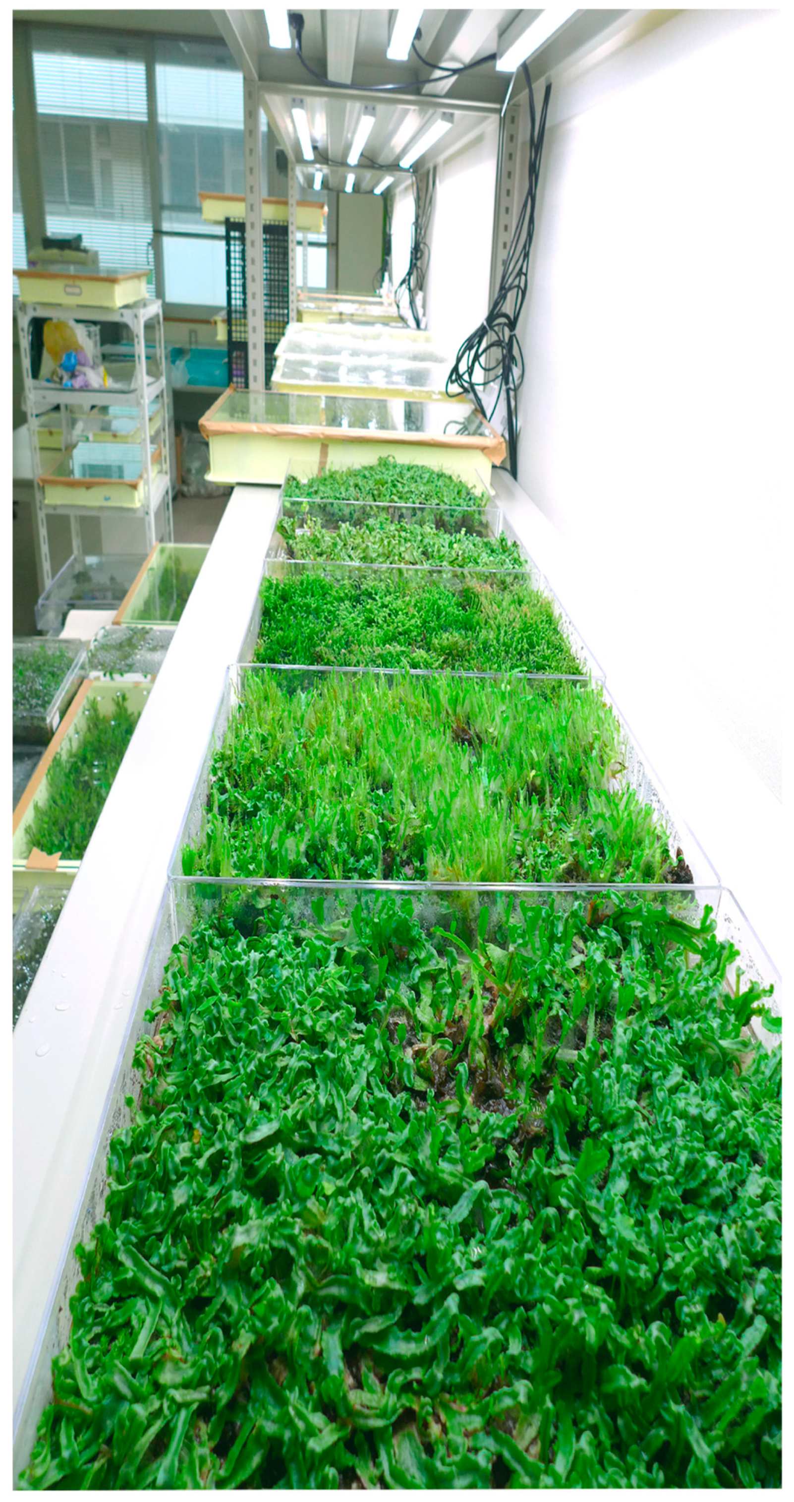 Plants 12 04173 g004