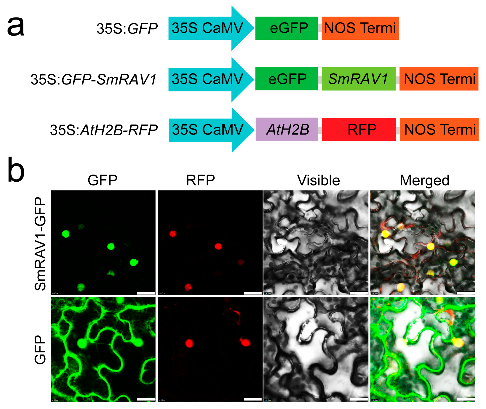 Plants 12 04174 g004