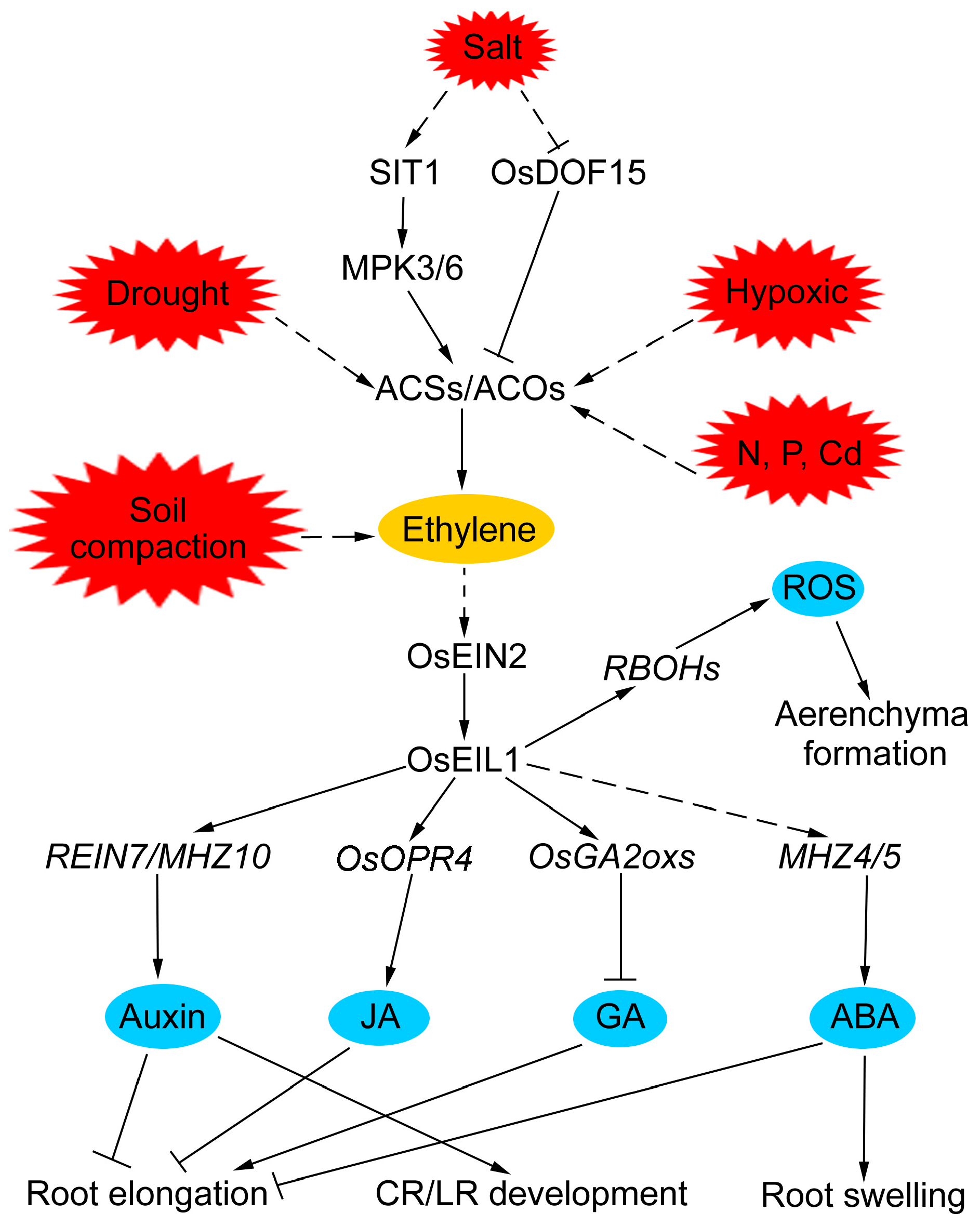 Plants 13 00432 g002