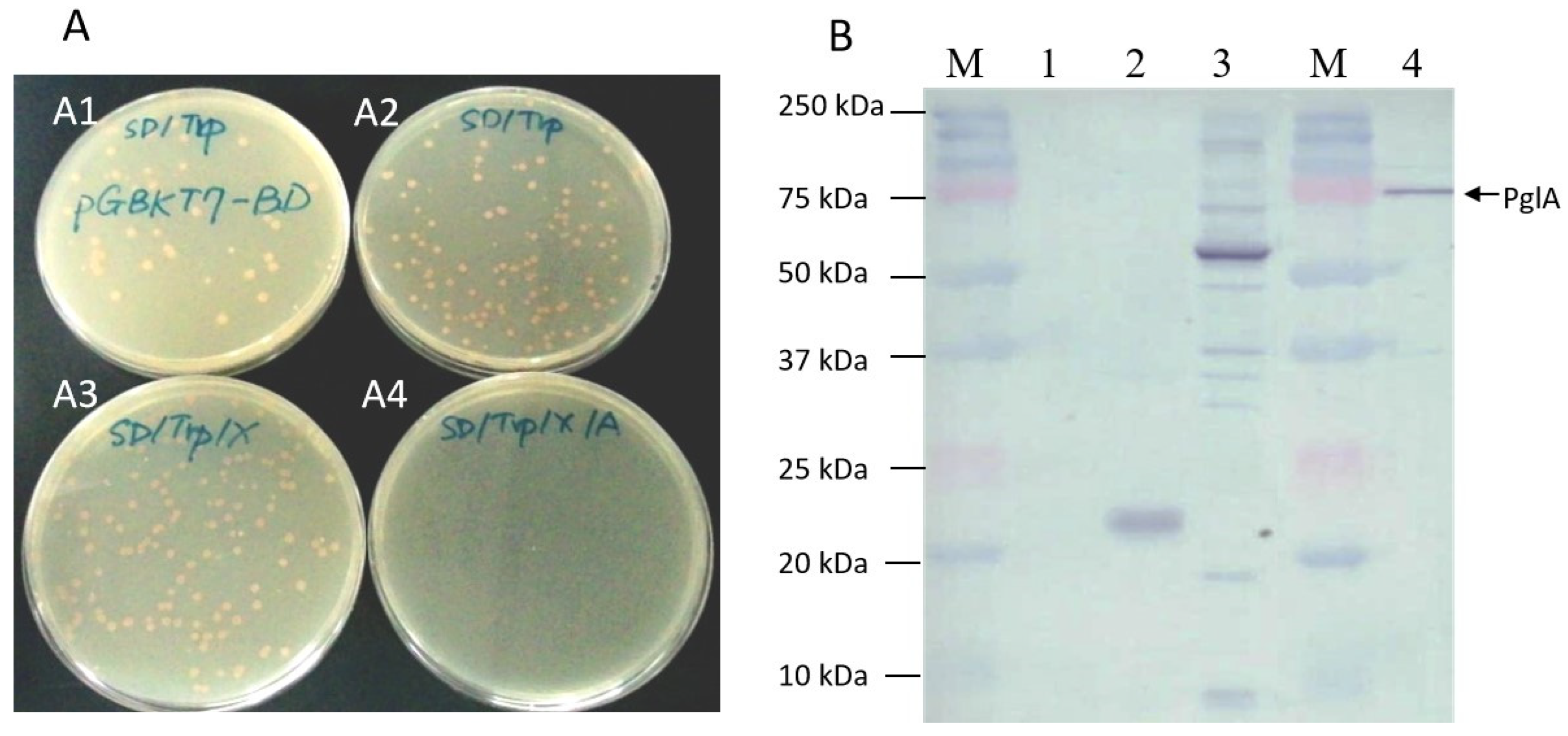 Plants 13 00448 g002