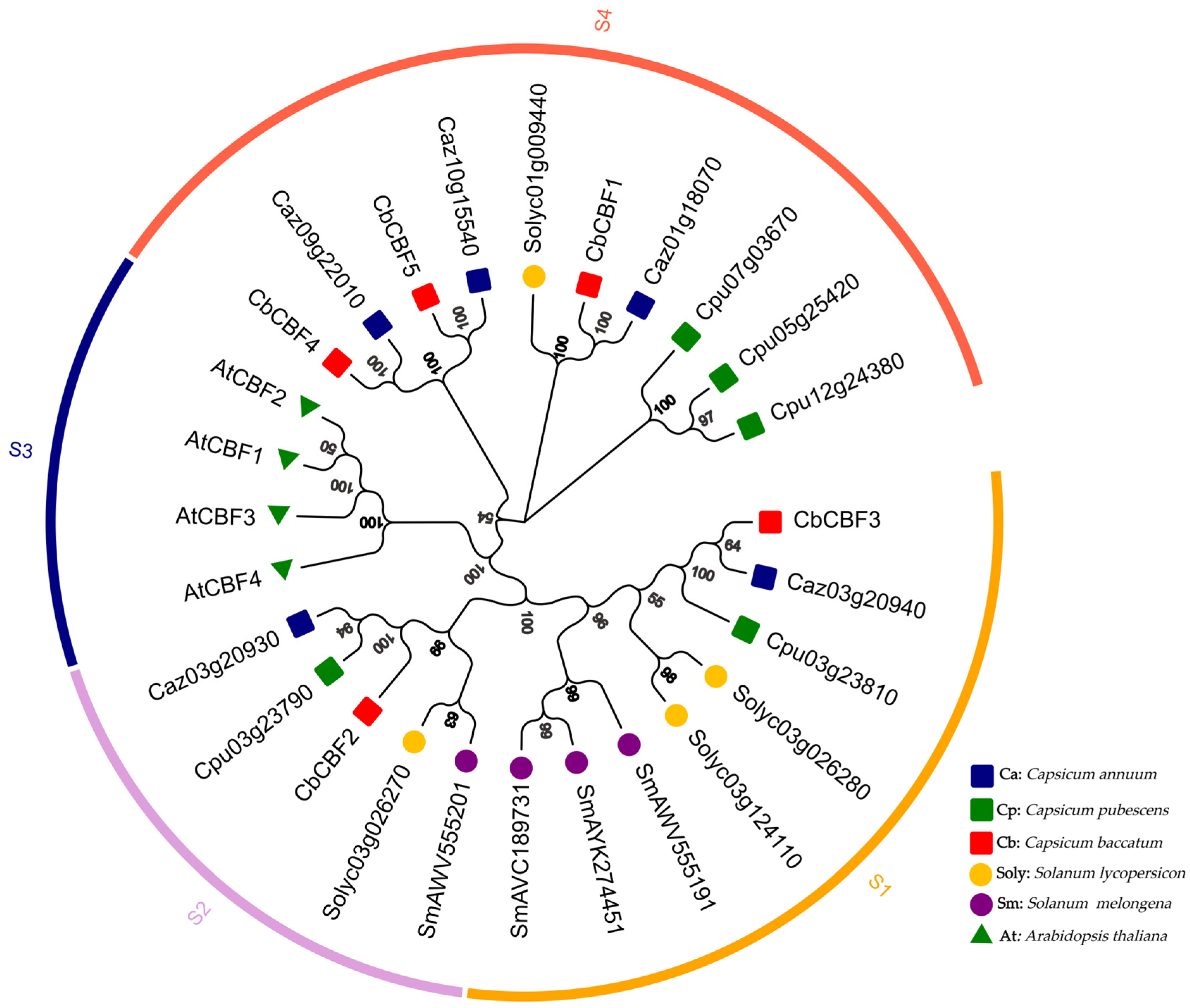Plants 13 00549 g001