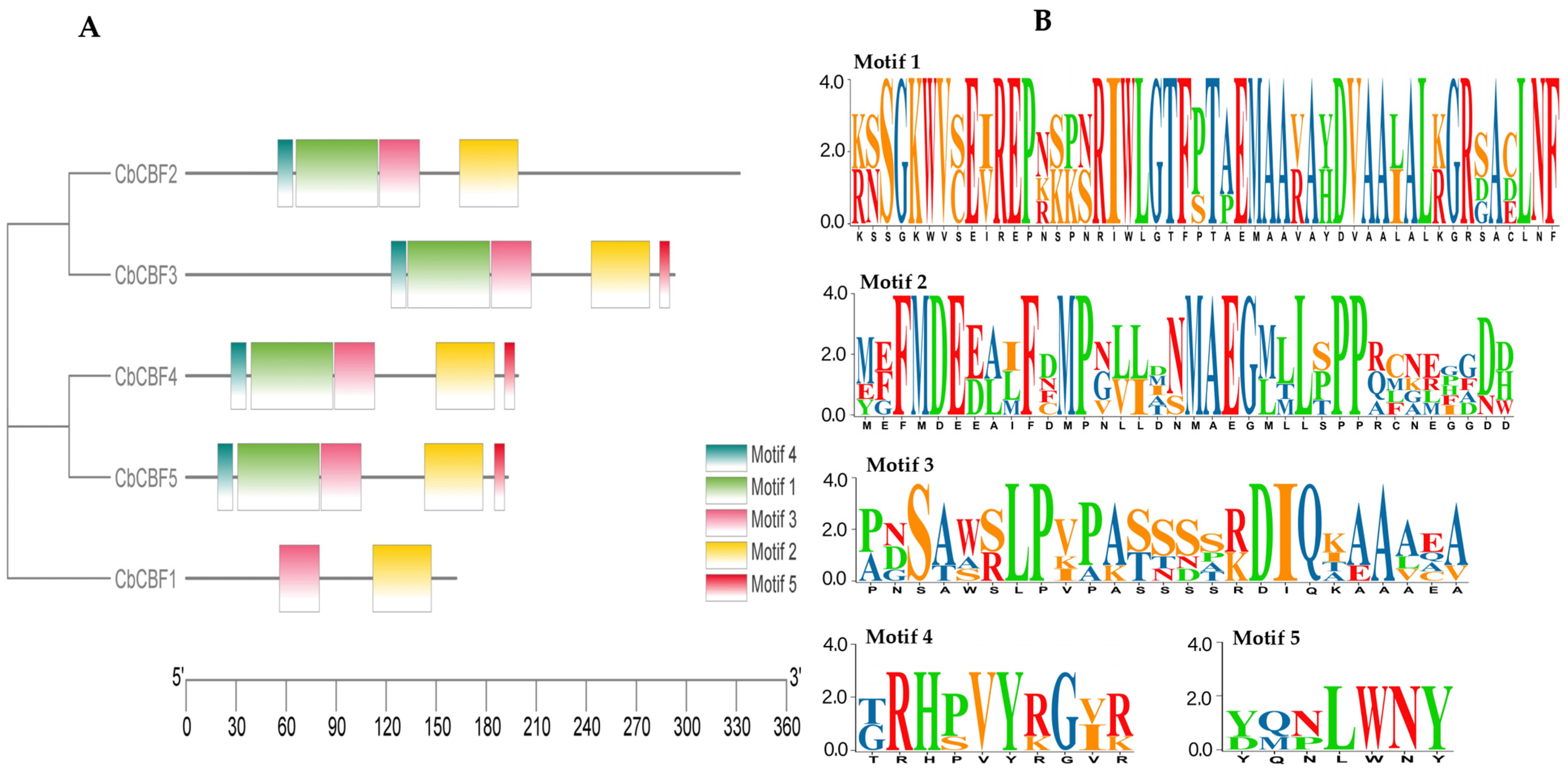 Plants 13 00549 g002