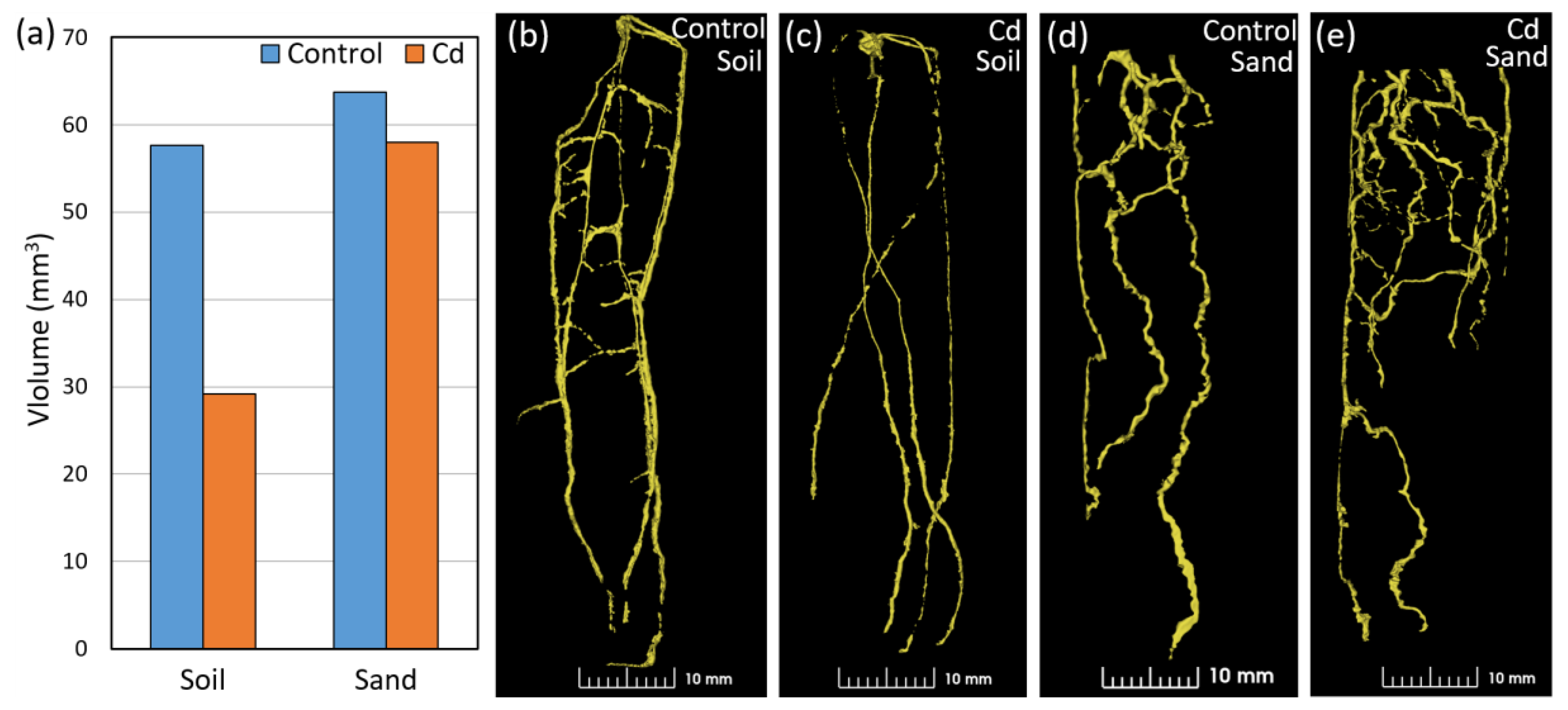 Plants 13 00554 g005