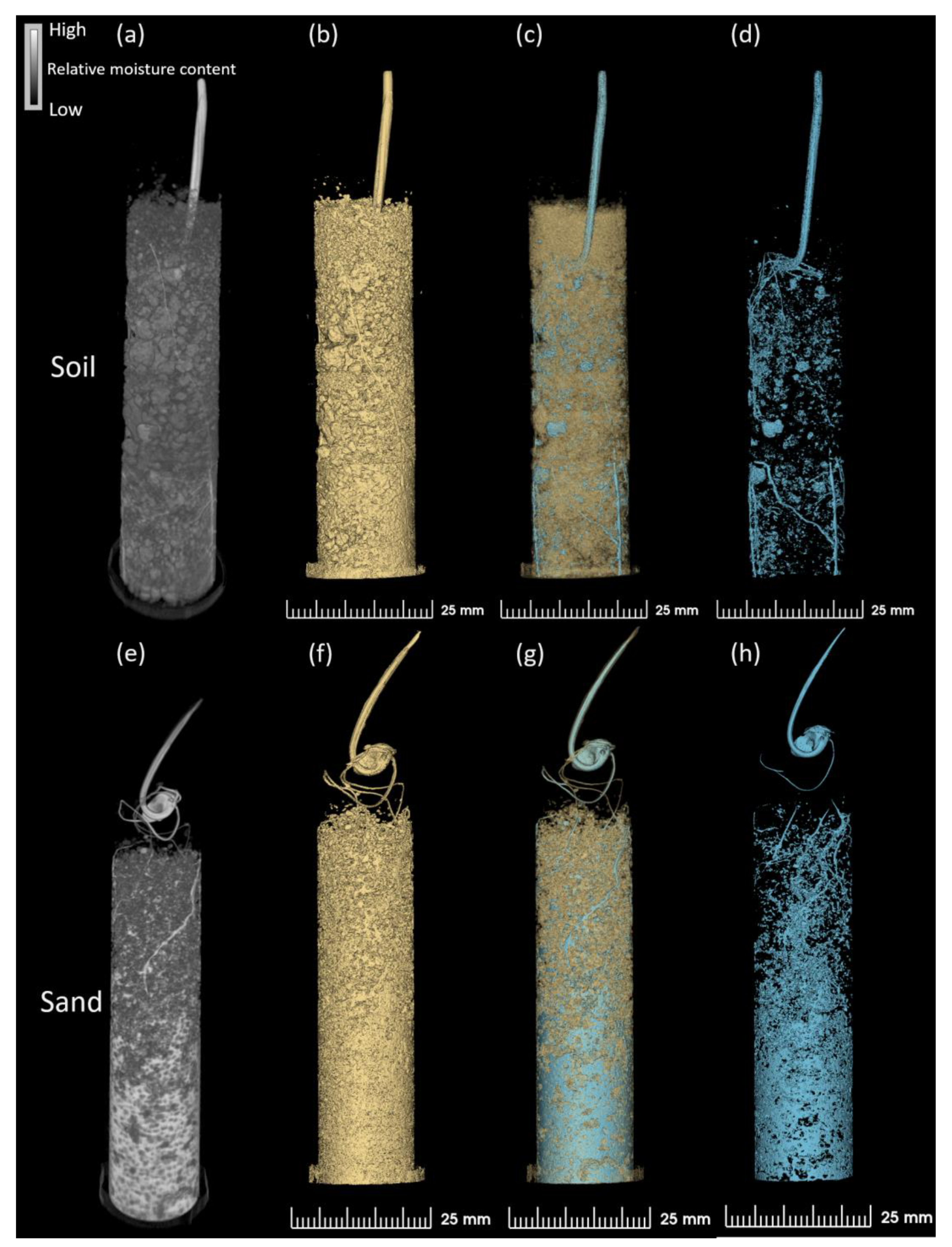 Plants 13 00554 g006