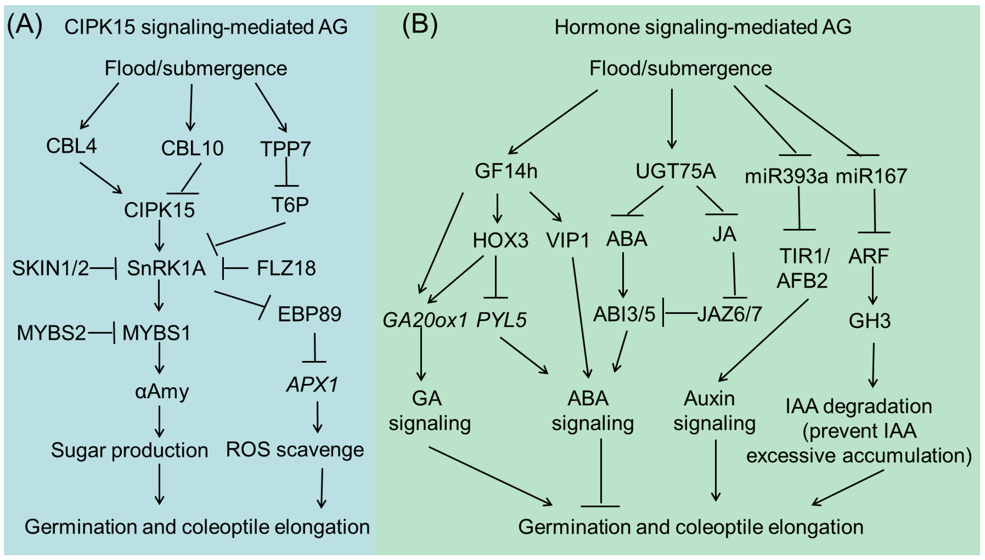 Plants 13 01178 g001