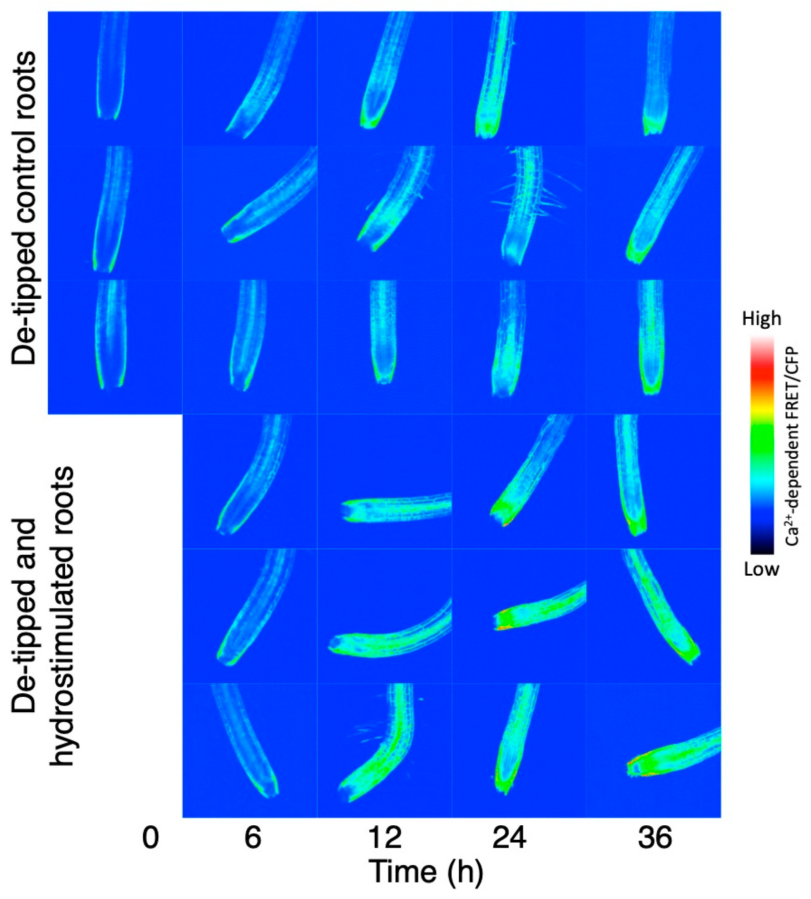 Plants 13 01220 g005