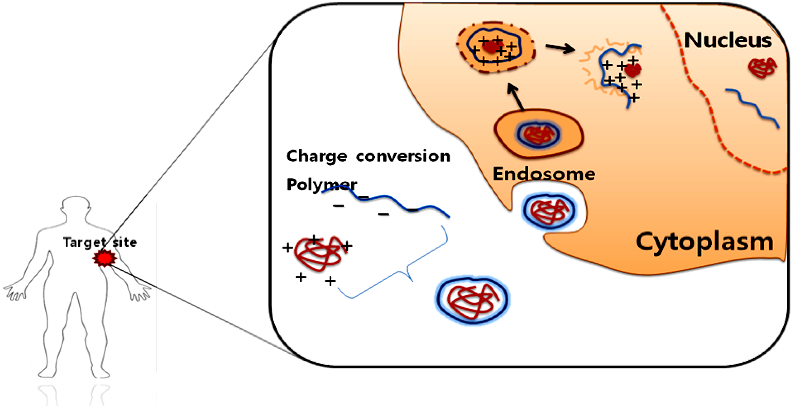 Polymers 02 00086 g003