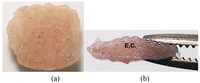 Polymers 03 00100f6a 200