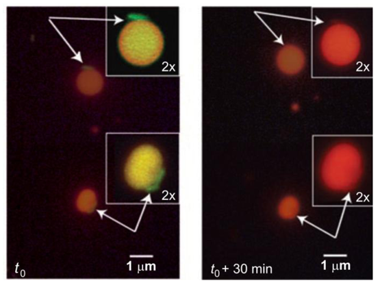 Polymers 03 00252f12 1024