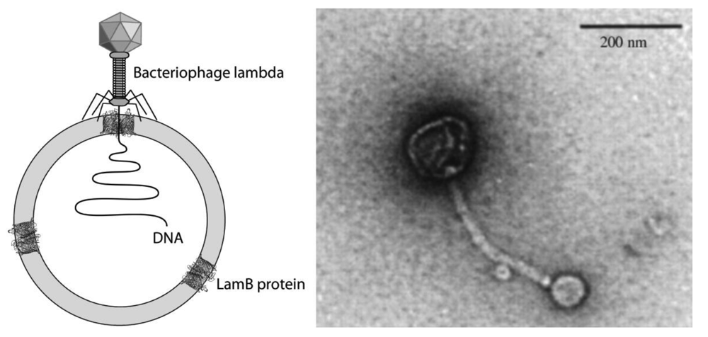 Polymers 03 00252f14 1024