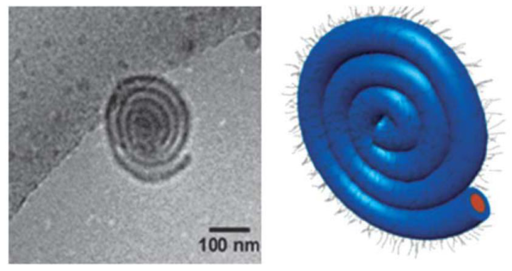 Block Copolymer Micelles Ionic Liquid Diet