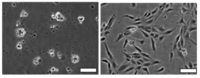 Polymers 03 00740f9 200