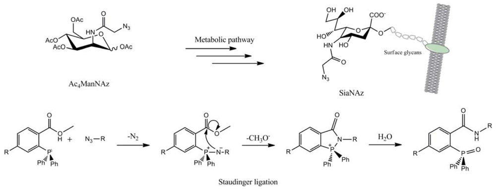 Polymers 03 01607f40 1024