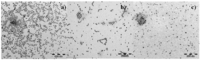 Polymers 04 00448 g004 200