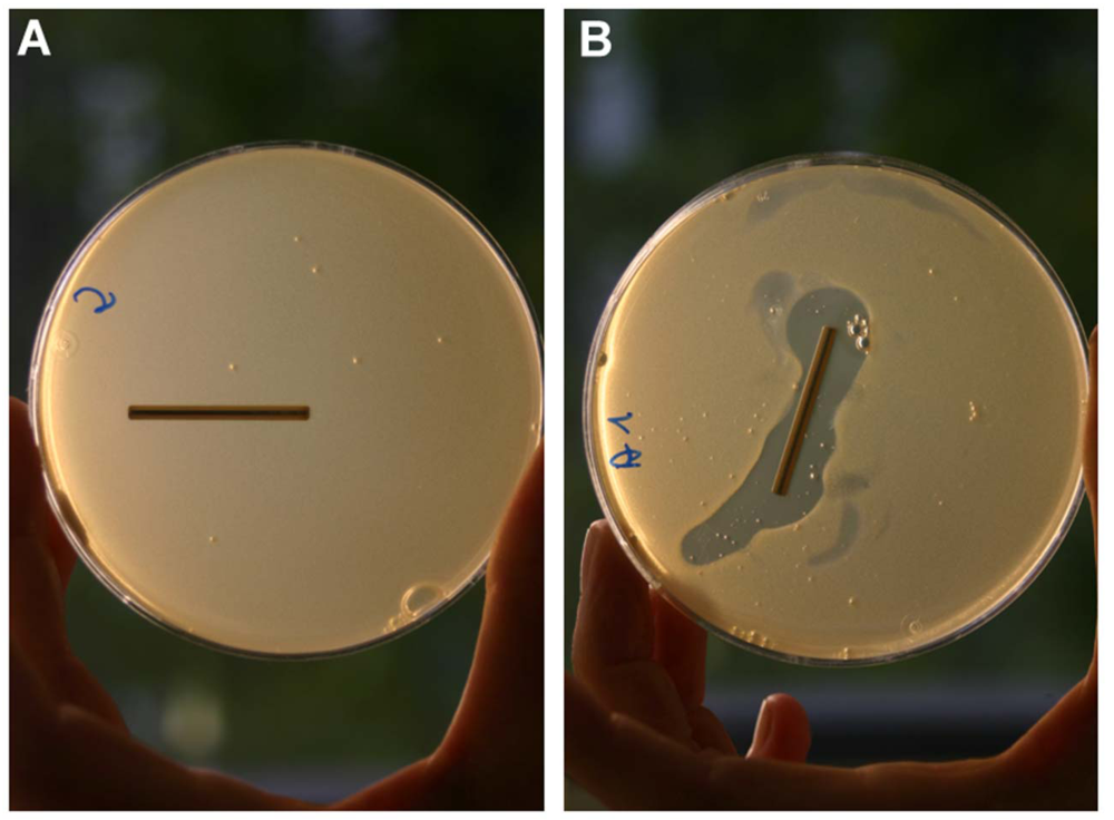 Polymers 04 00539 g003