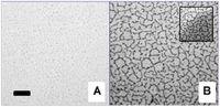 Polymers 05 00404 g004 200