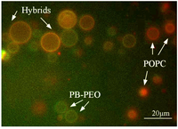 Polymers 05 01102 g003 200