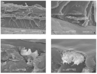 Polymers 06 00686 g006 200