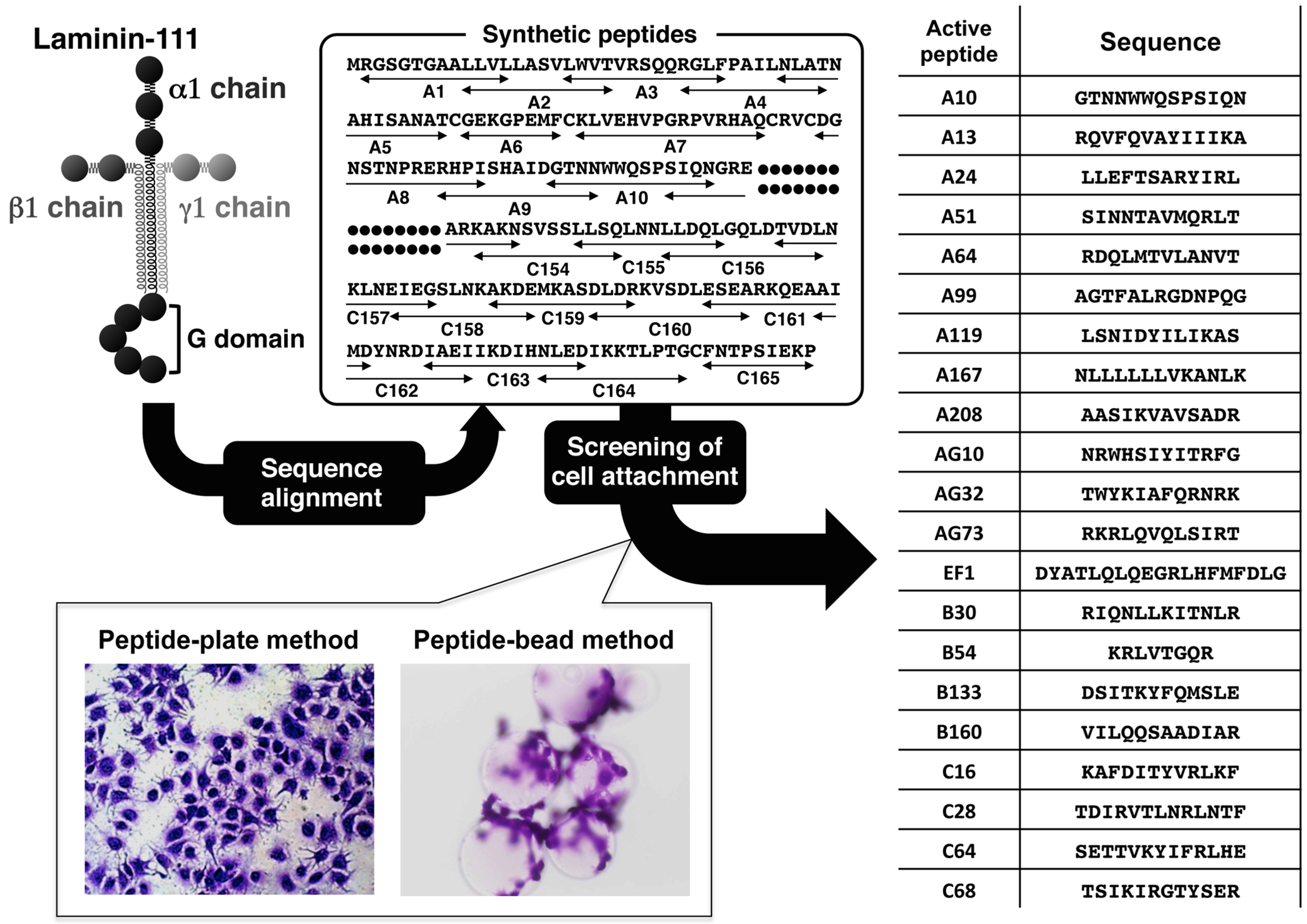 Polymers Free Full Text Active Peptide Conjugated Chitosan