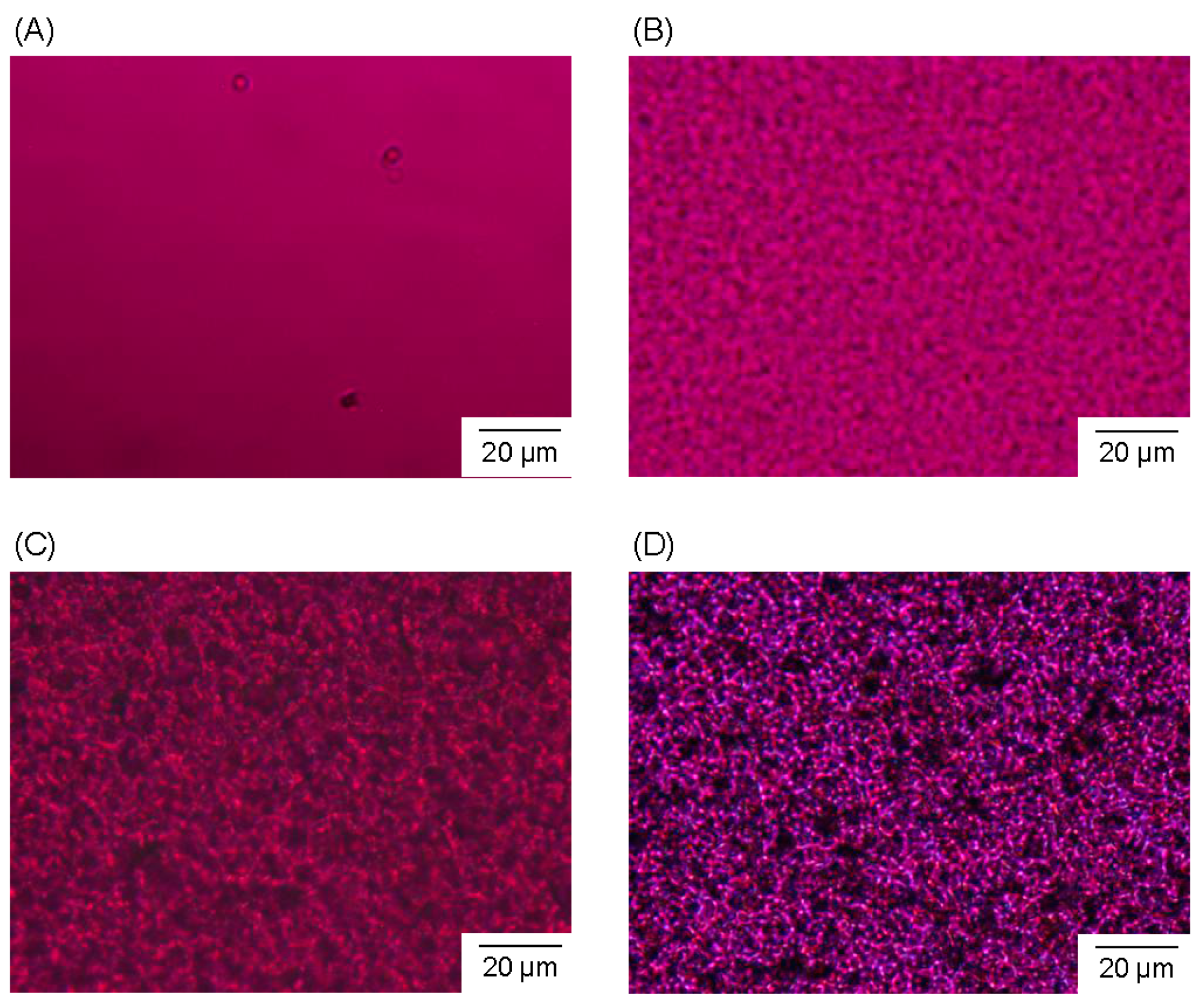 download the phases of quantum chromodynamics