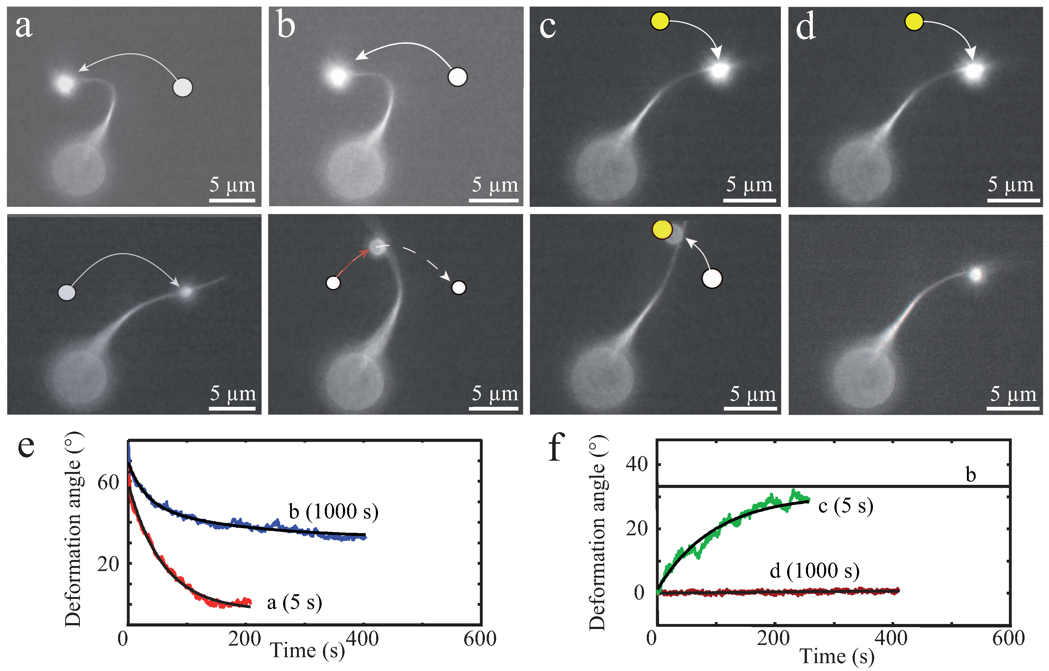 Polymers 08 00274 g006