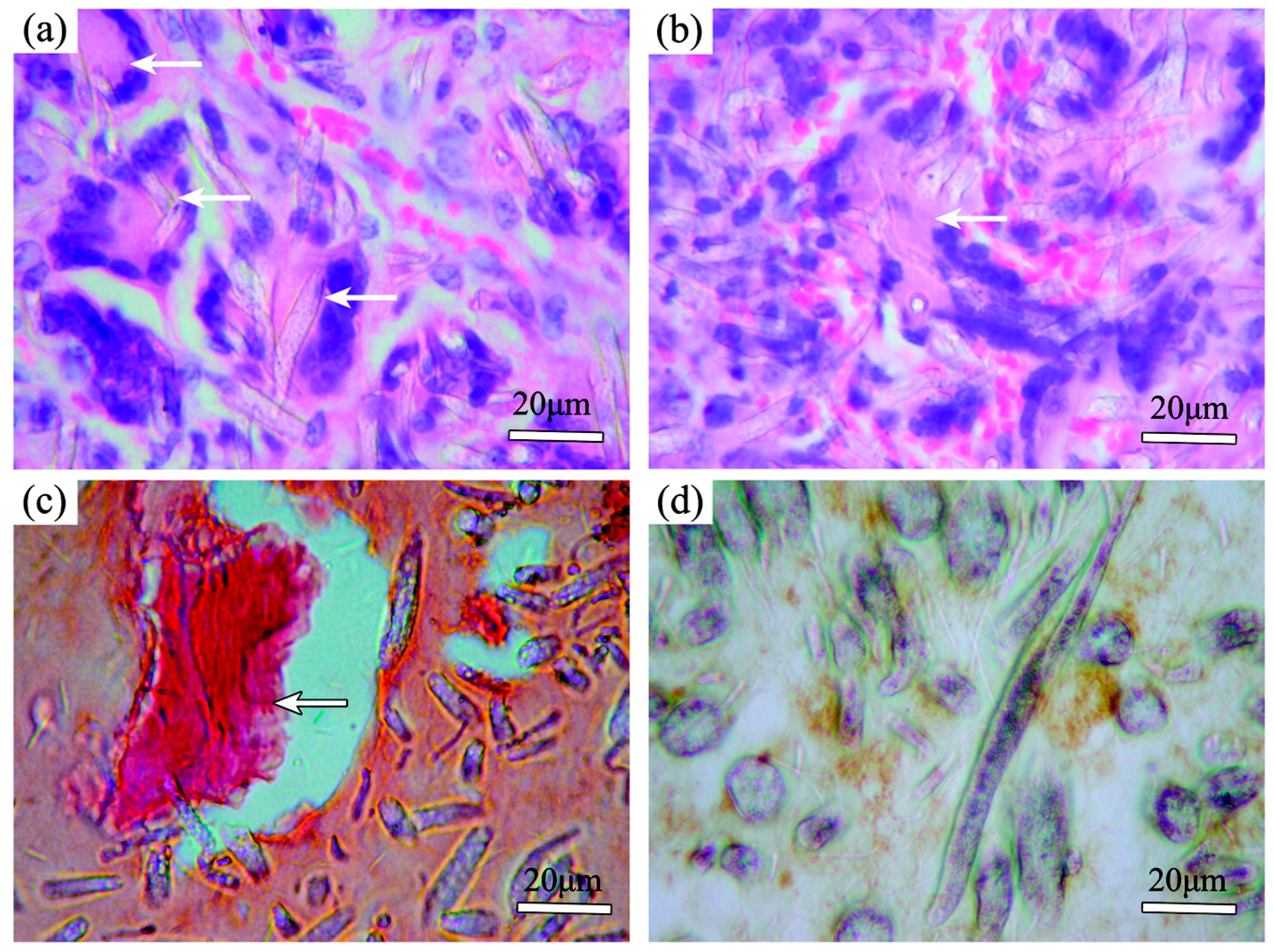 Polymers 09 00076 g006