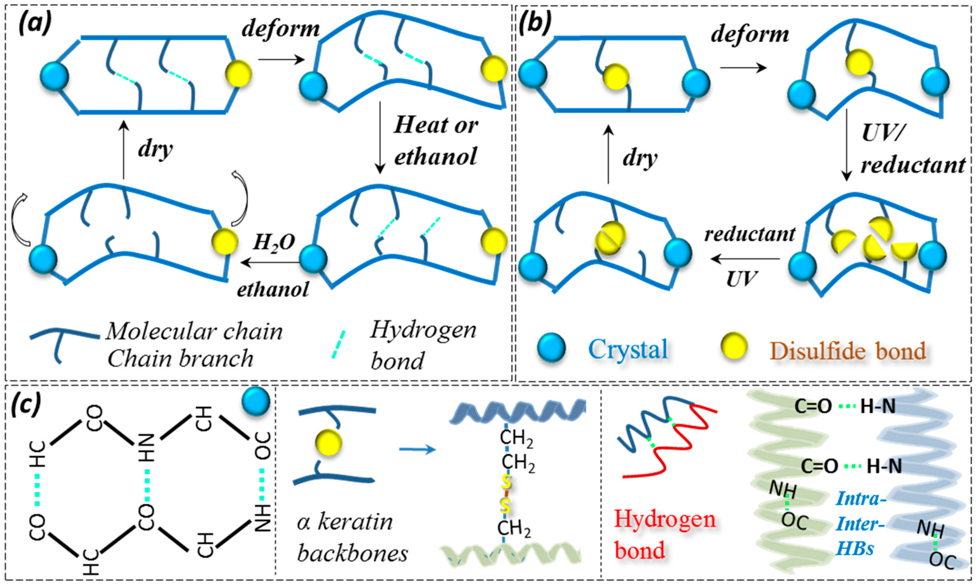 Polymers Free FullText Shape Memory Investigation of αKeratin