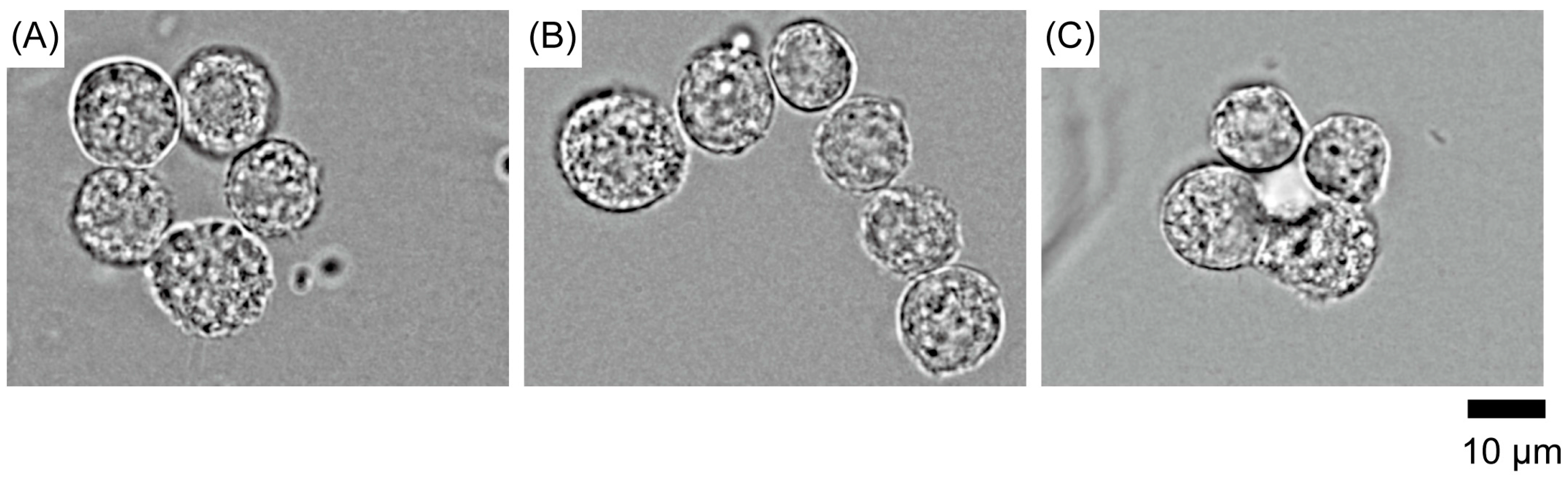 Polymers 09 00319 g004