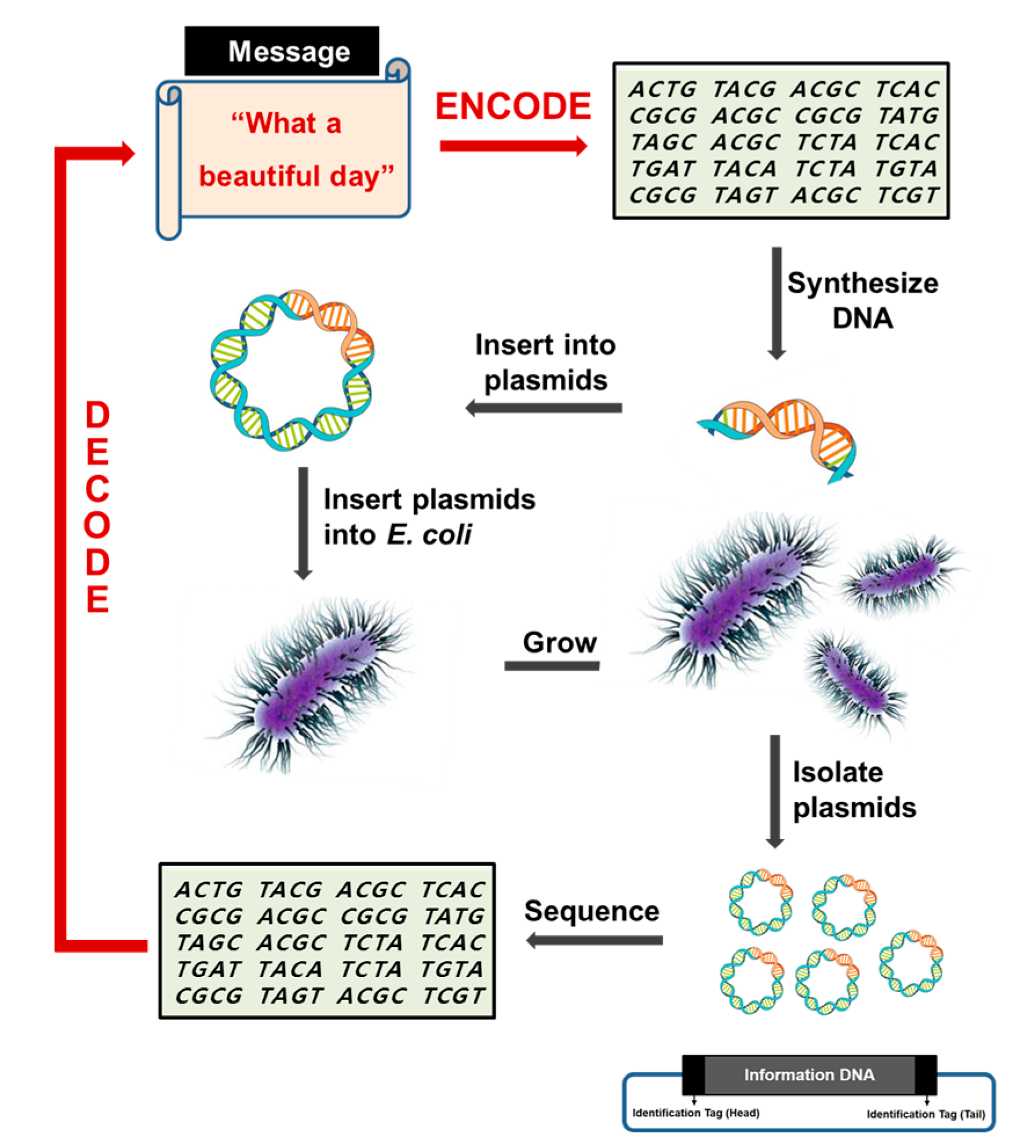 Dna storage long term paper
