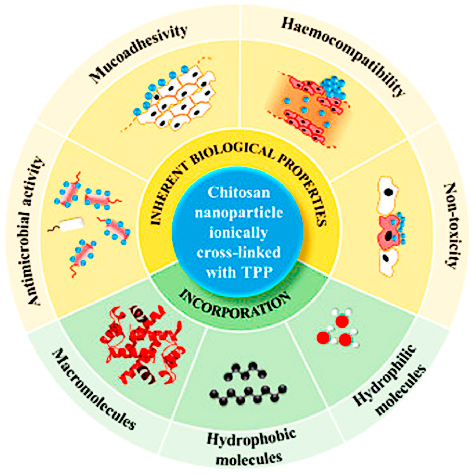 Polymers Free FullText PolymerBased Nanomaterials and
