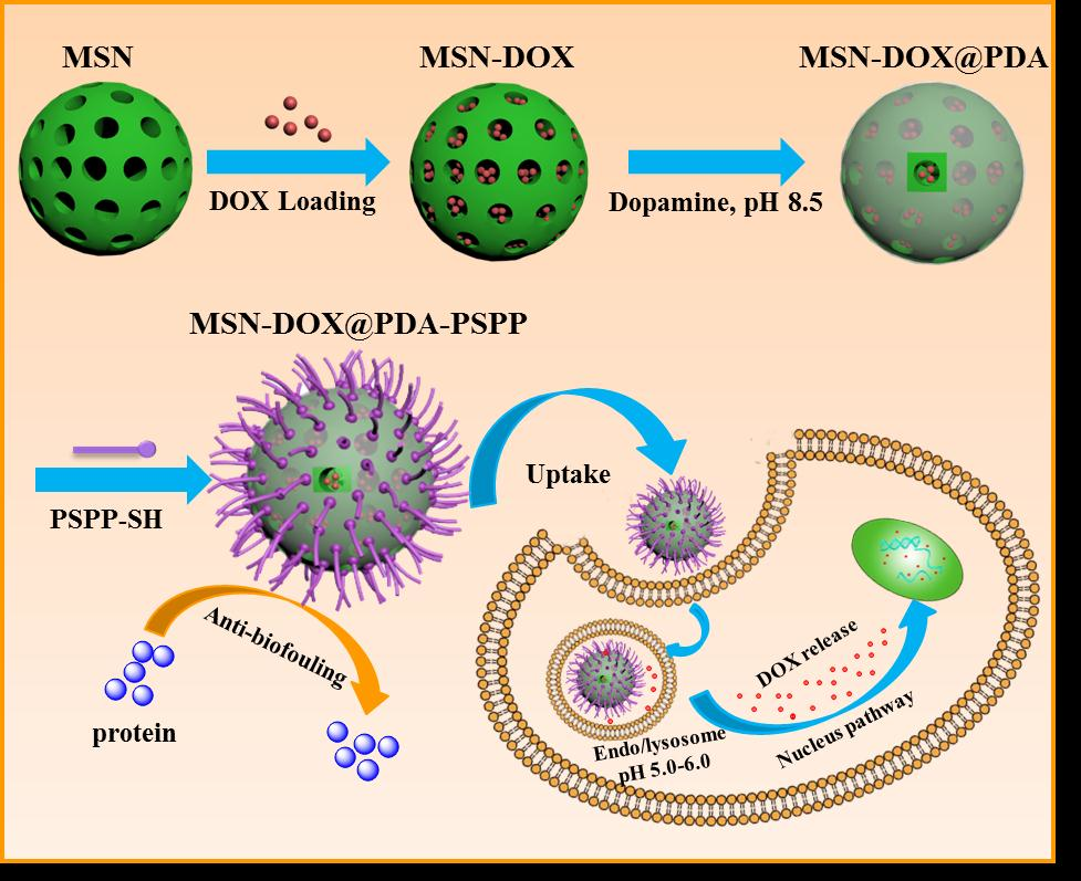 Using Mesoporous Silica Nanoparticles From Chemotherapeutic Cells