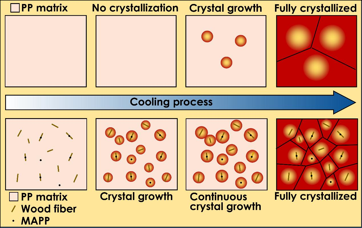 Polymers Free FullText The Effect of Maleated Polypropylene on the
