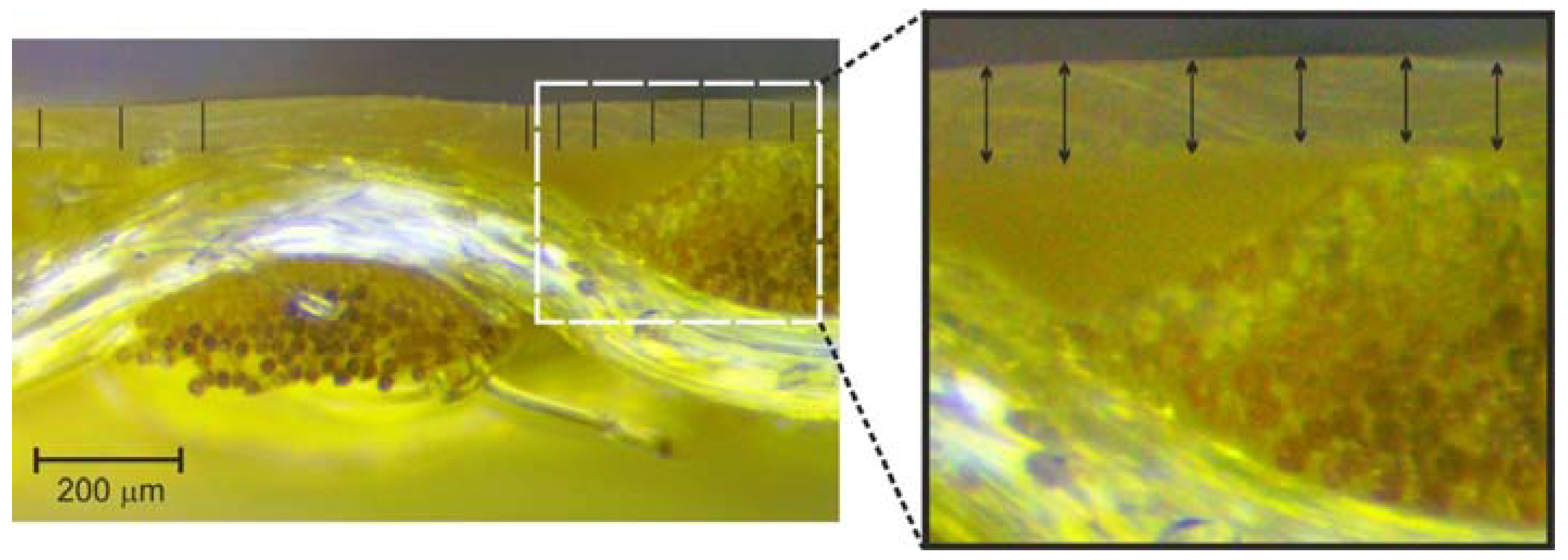 Polymers 10 00469 g006