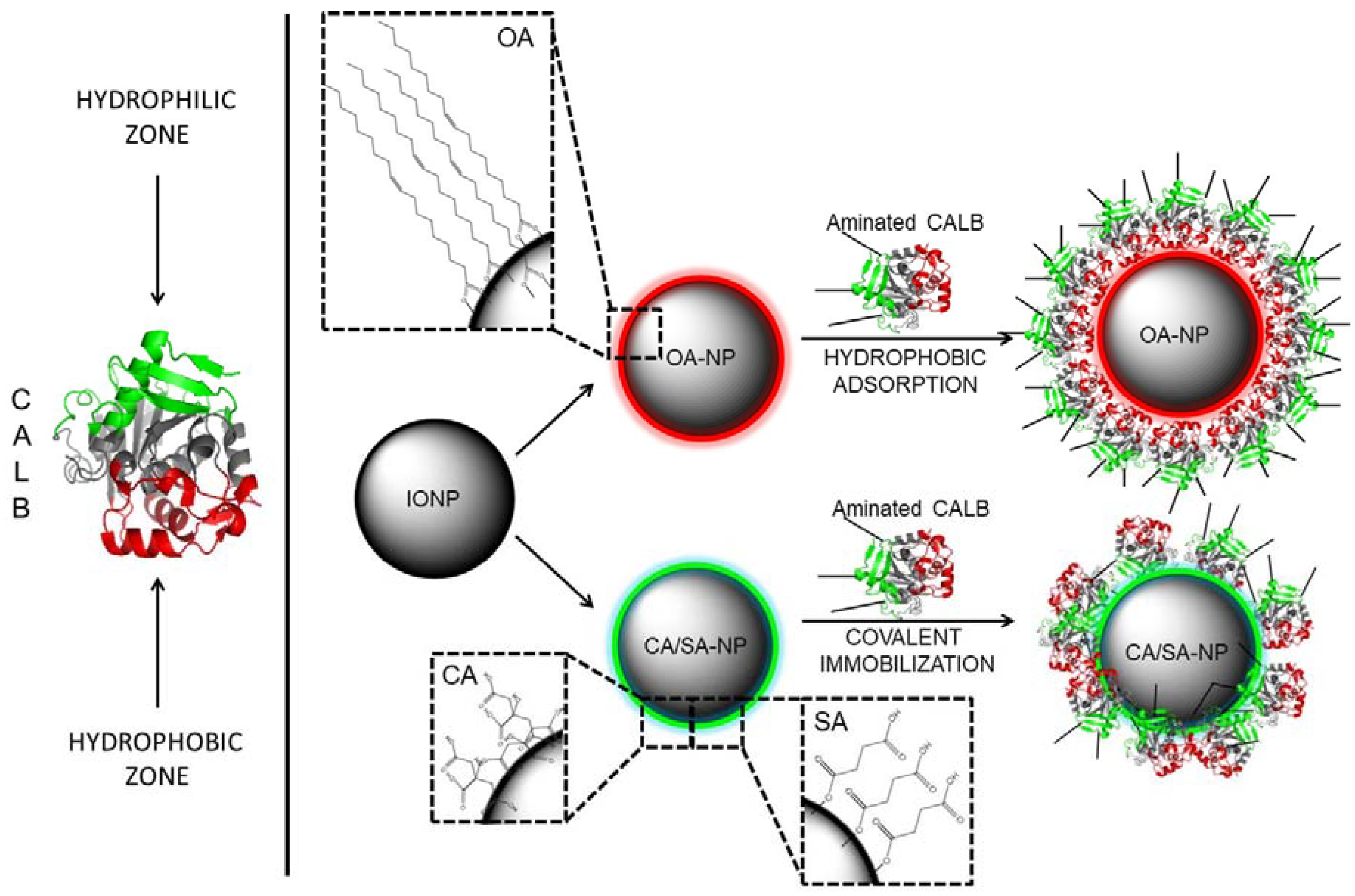 Polymers 10 00615 g002