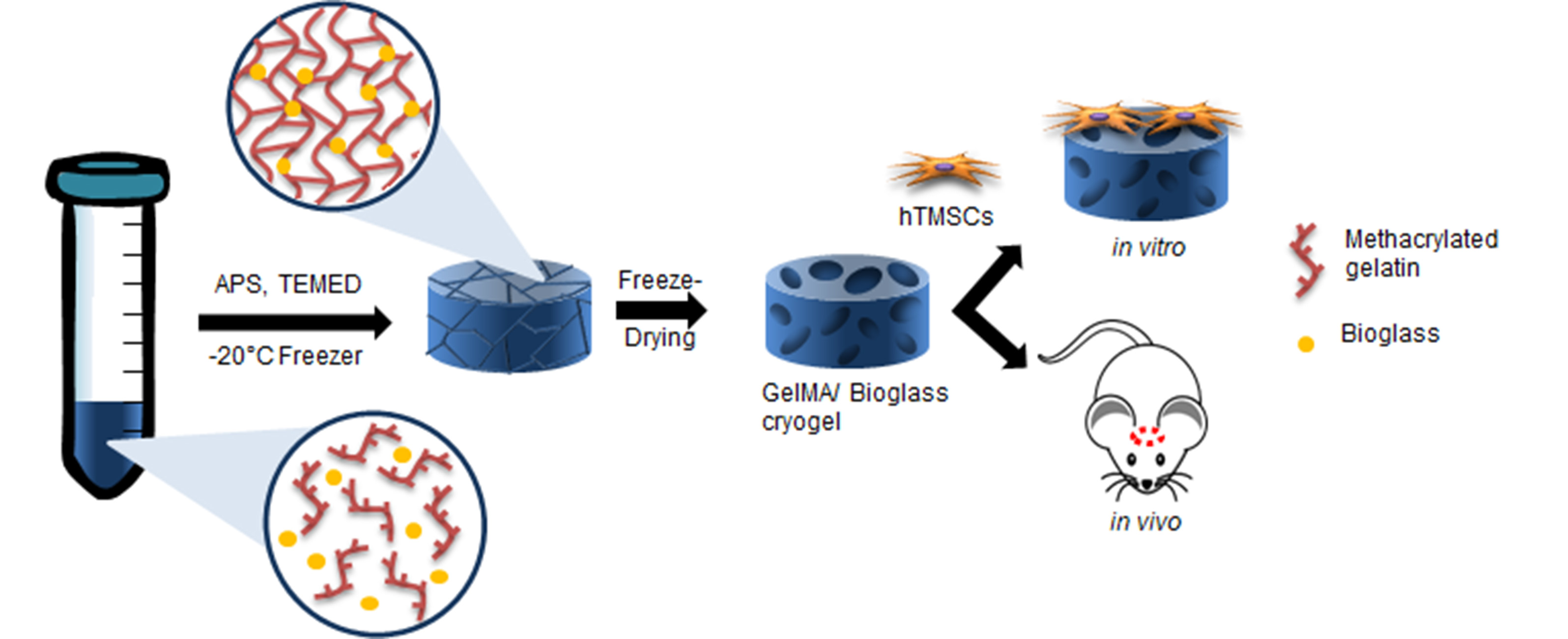 Polymers Free FullText BioglassIncorporated Methacrylated Gelatin