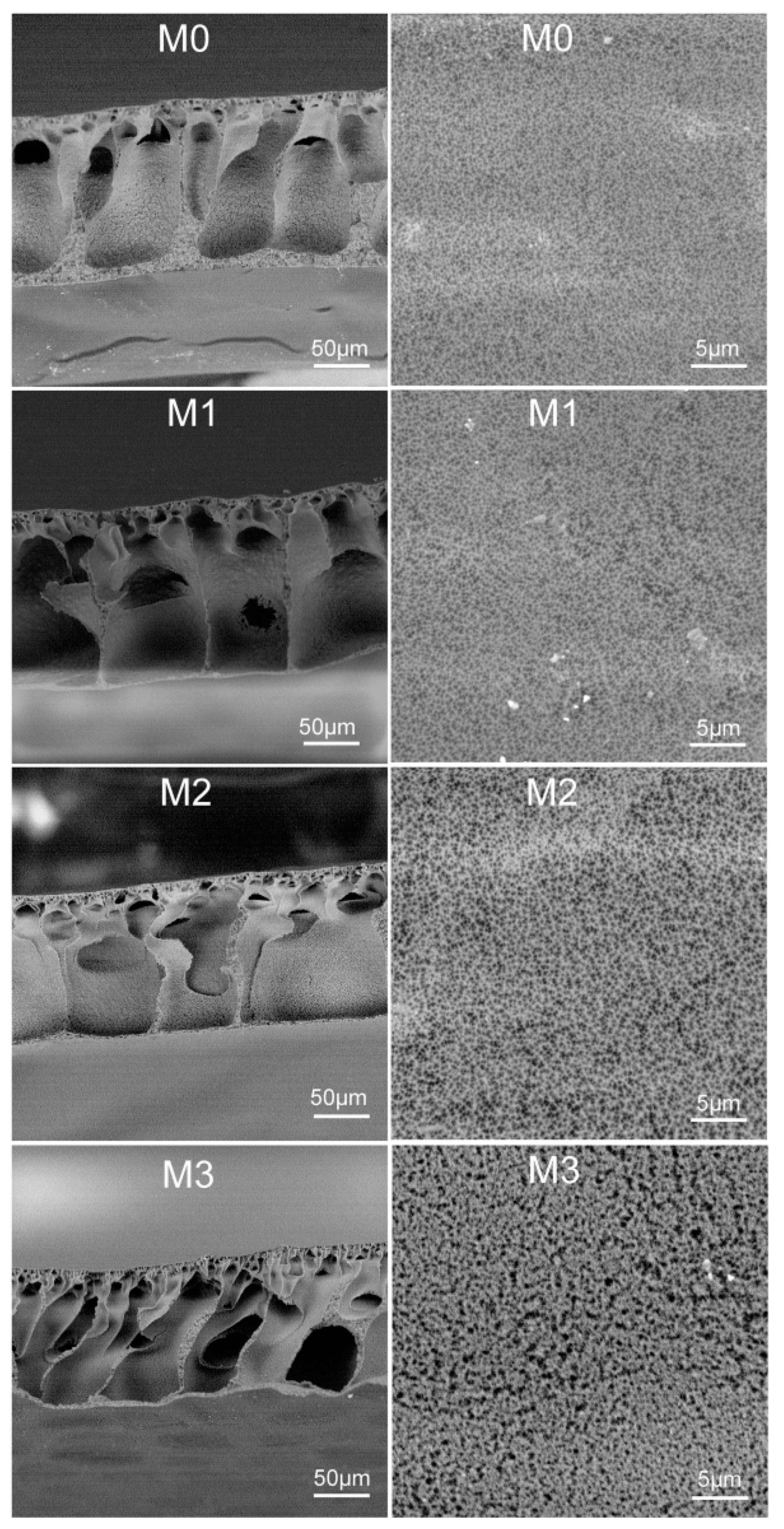 Polymers 11 00323 g003