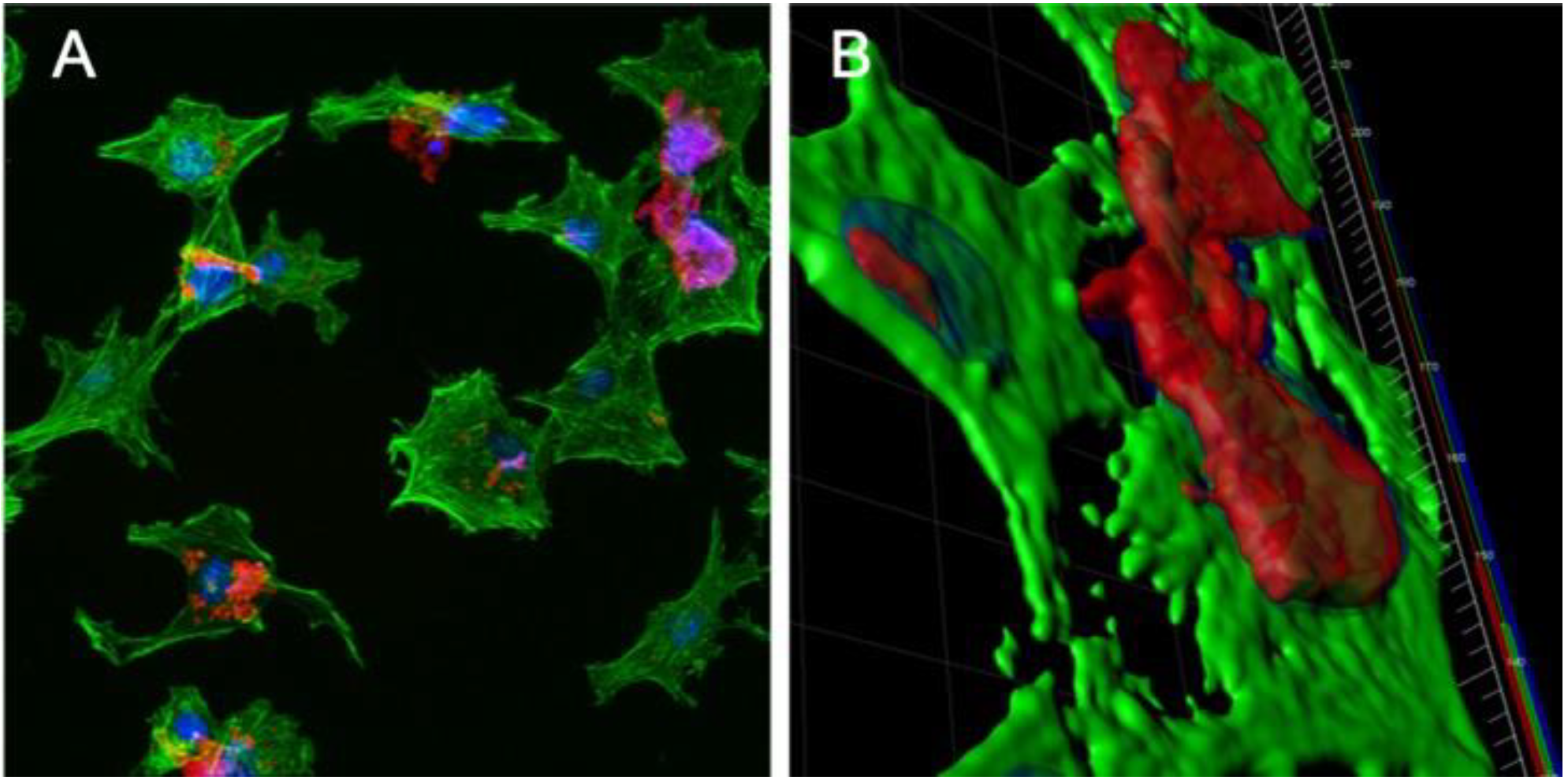 Polymers 12 00736 g008